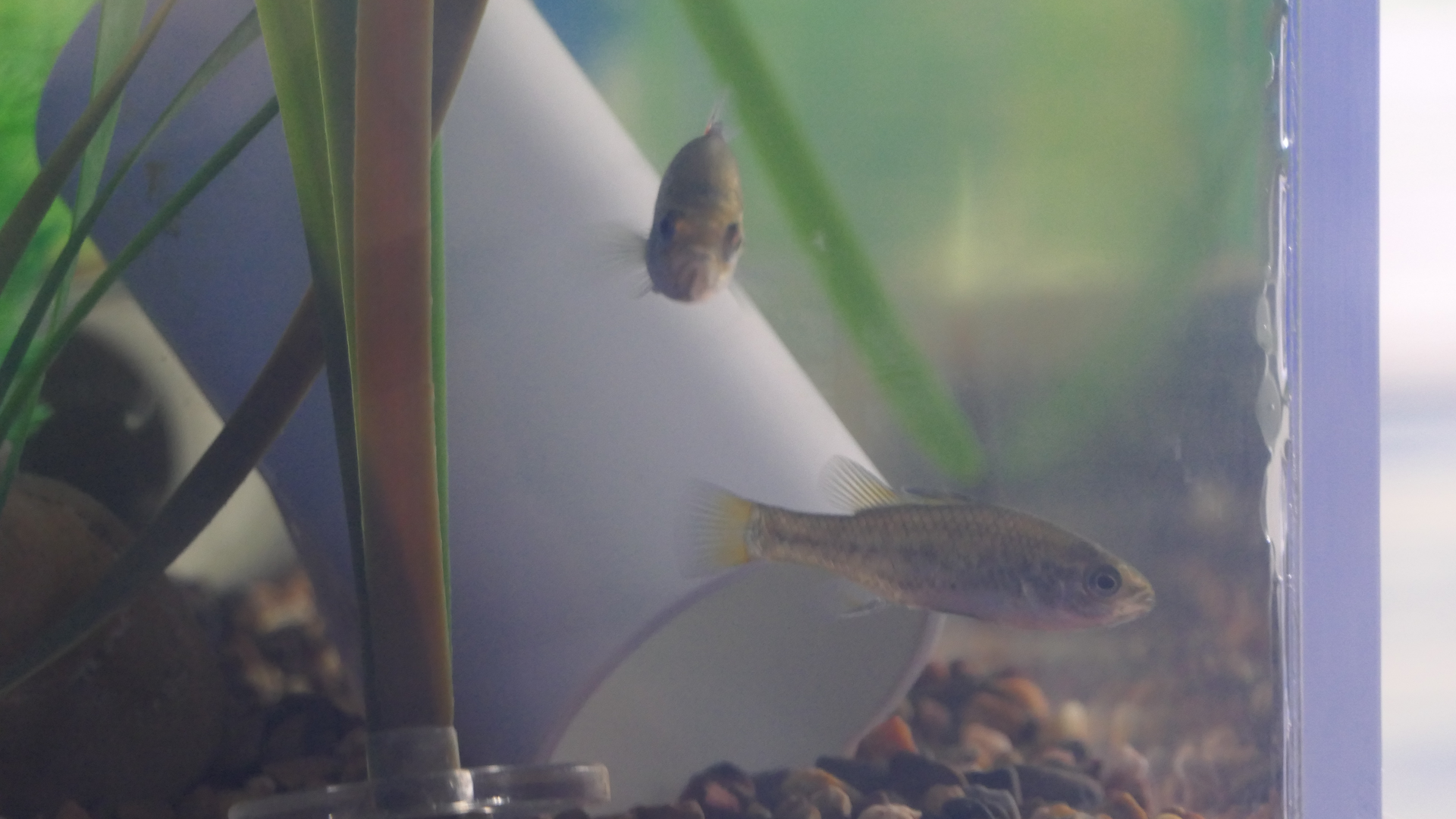 Southern Pygmy Perch