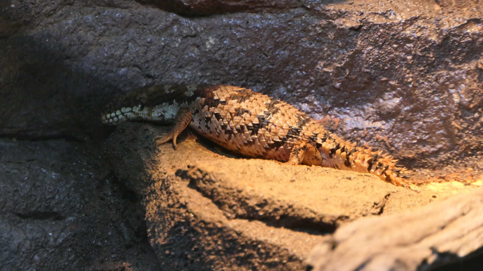 Southern Pygmy Spiny-tailed Skink