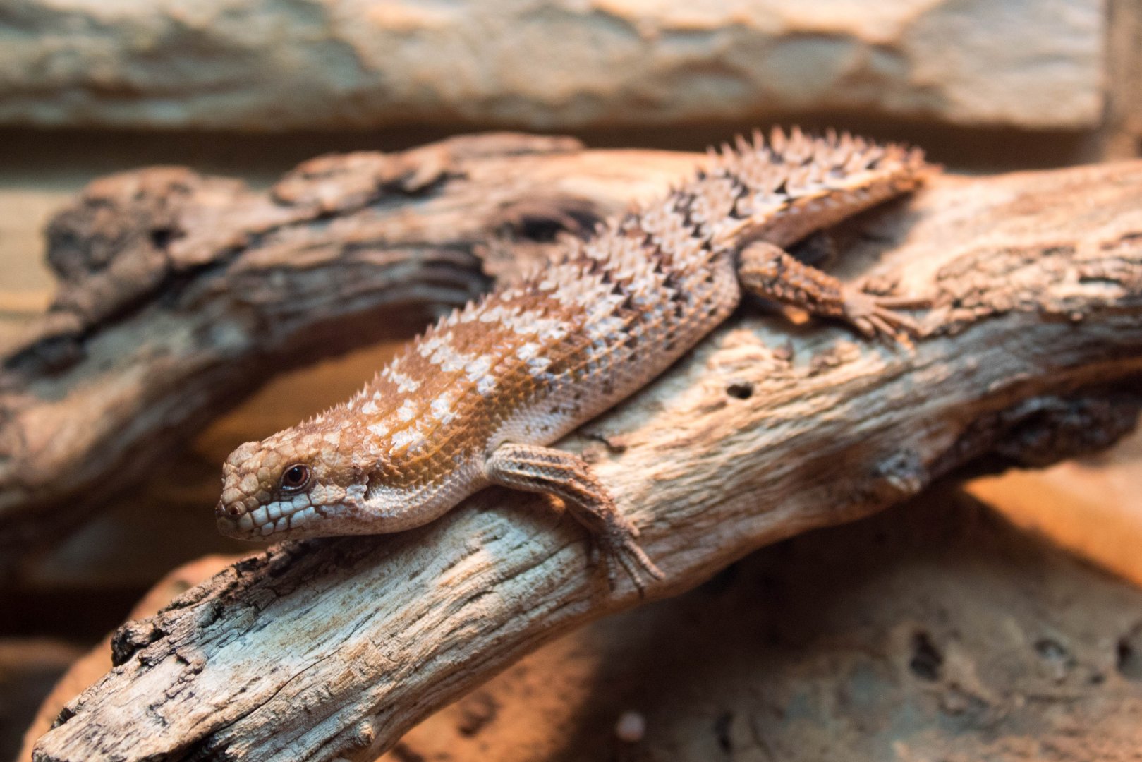Southern pygmy spiny-tailed skink
