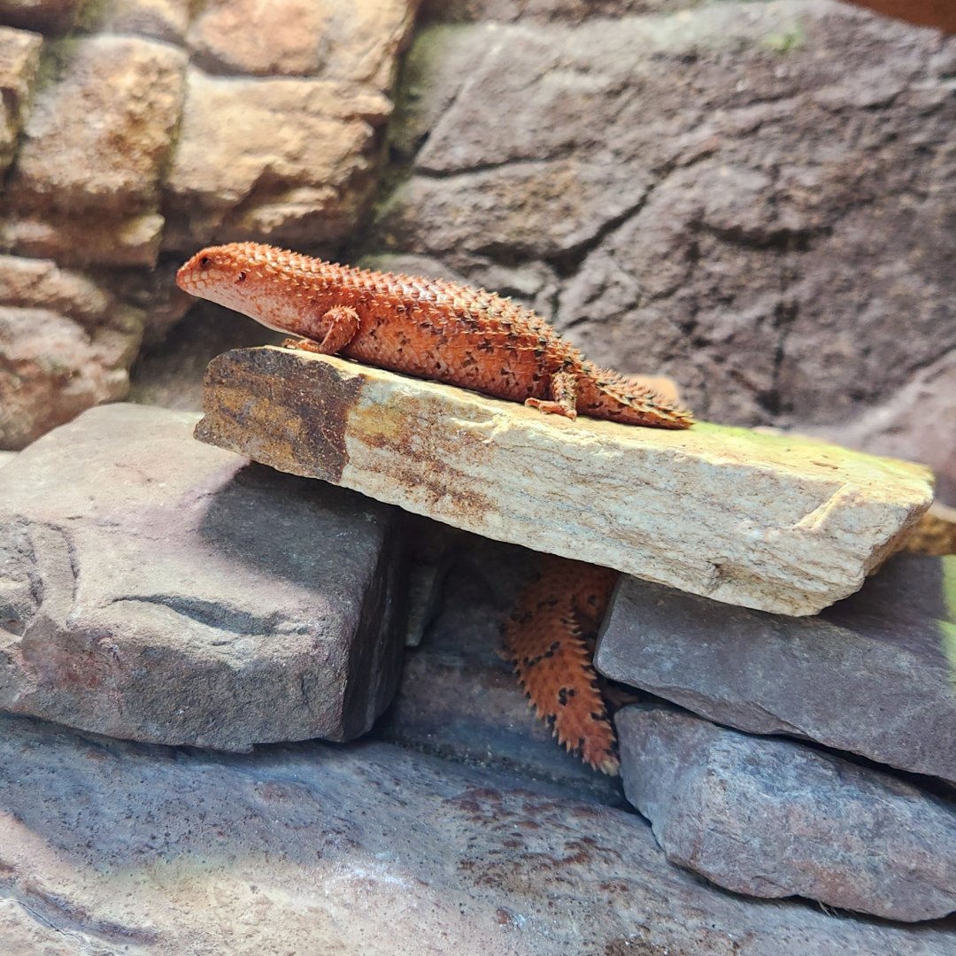 Southern Pygmy Spiny-Tailed Skinks (Egernia depressa)