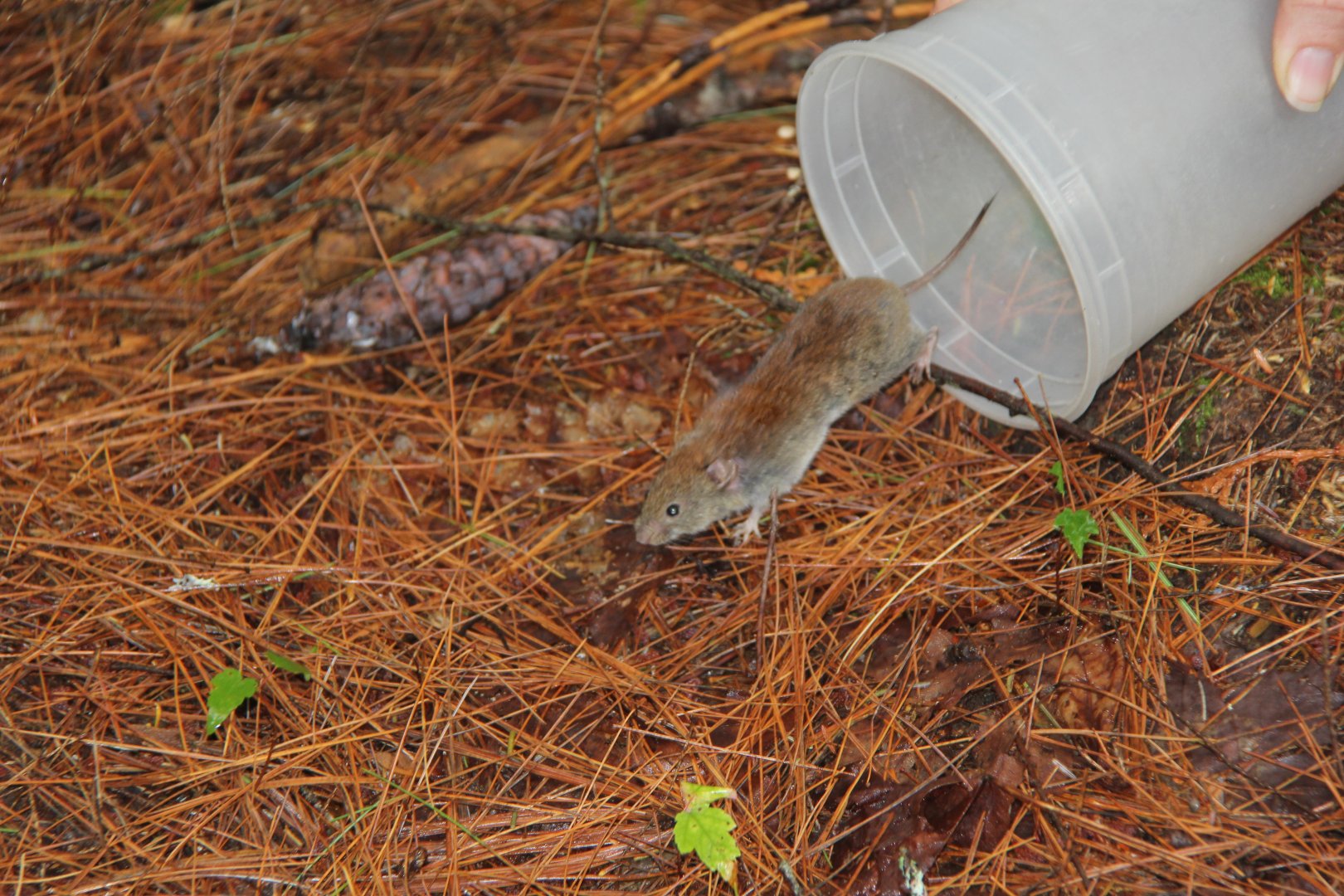 southern red-backed vole or Gapper's red-backed vole (Myodes gapperi)