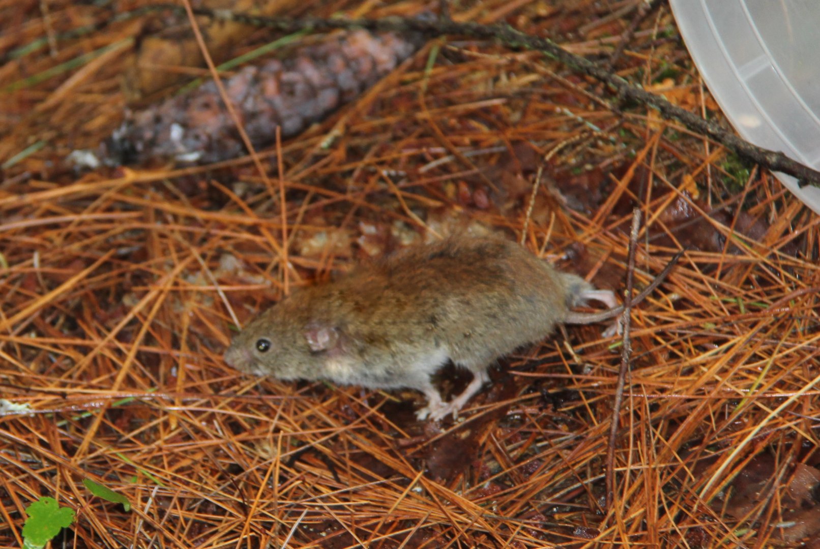 southern red-backed vole or Gapper's red-backed vole (Myodes gapperi)