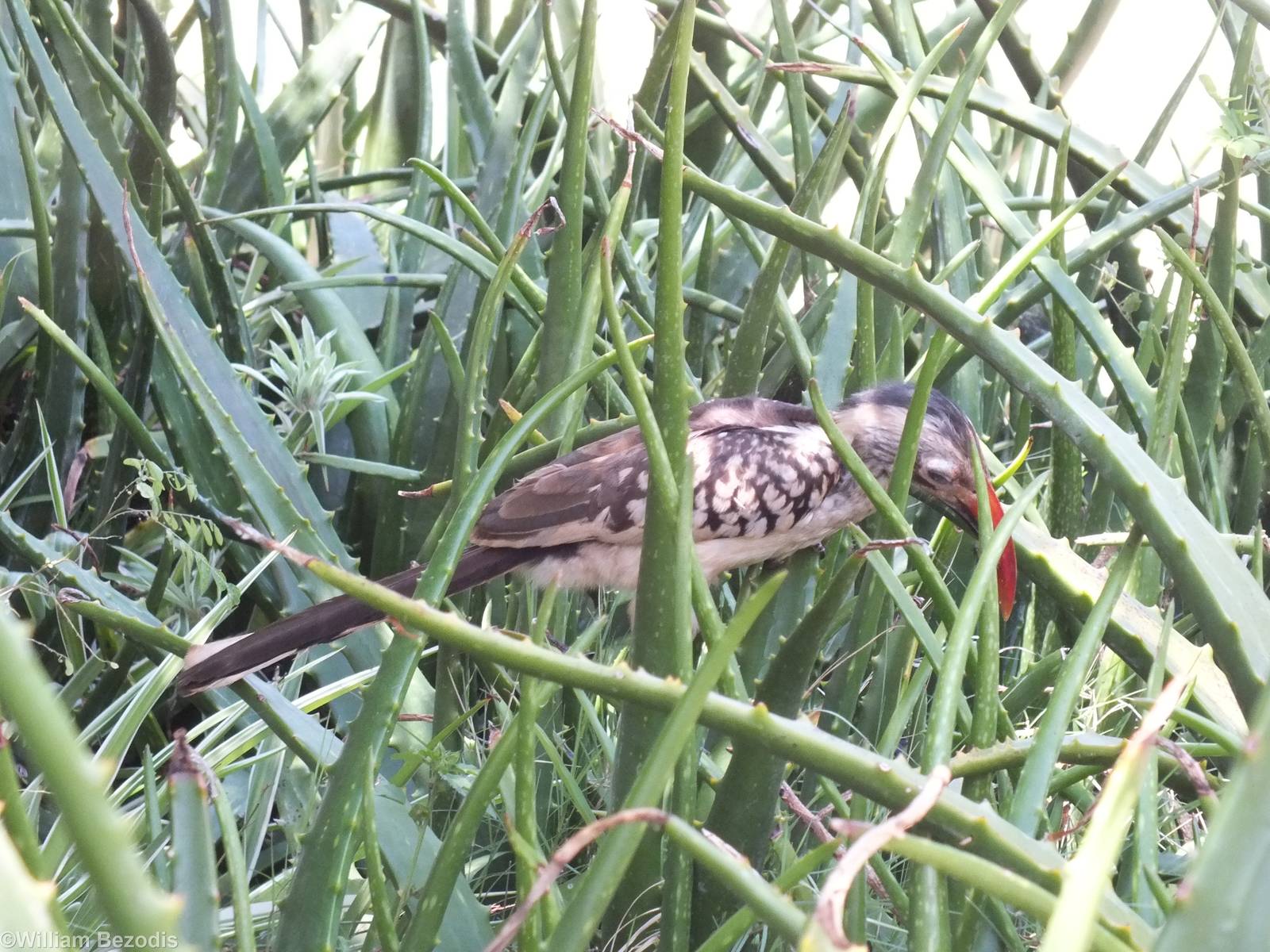 Southern Red-billed Hornbill - 2012