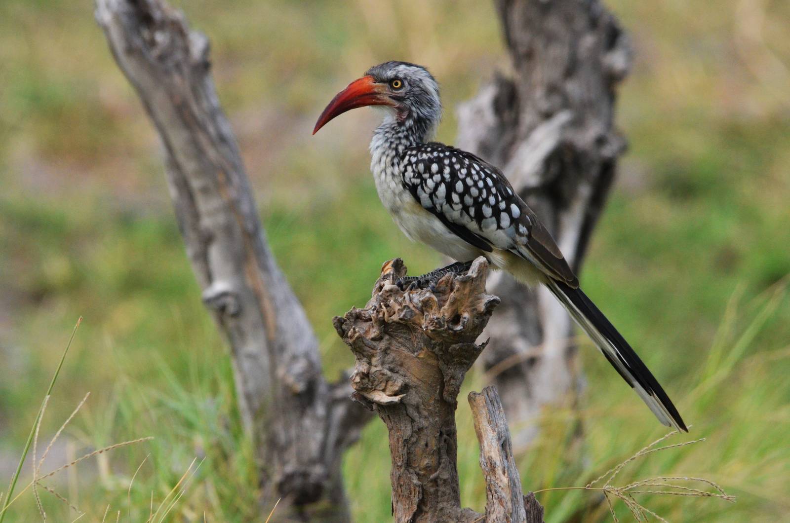 Southern Red-billed Hornbill, Khwai Community Area, Botswana, 24/04/16