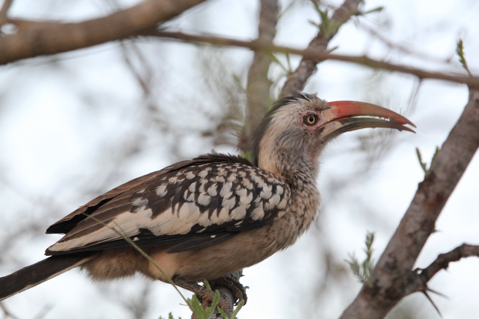 Southern red-billed hornbill (September 2012)