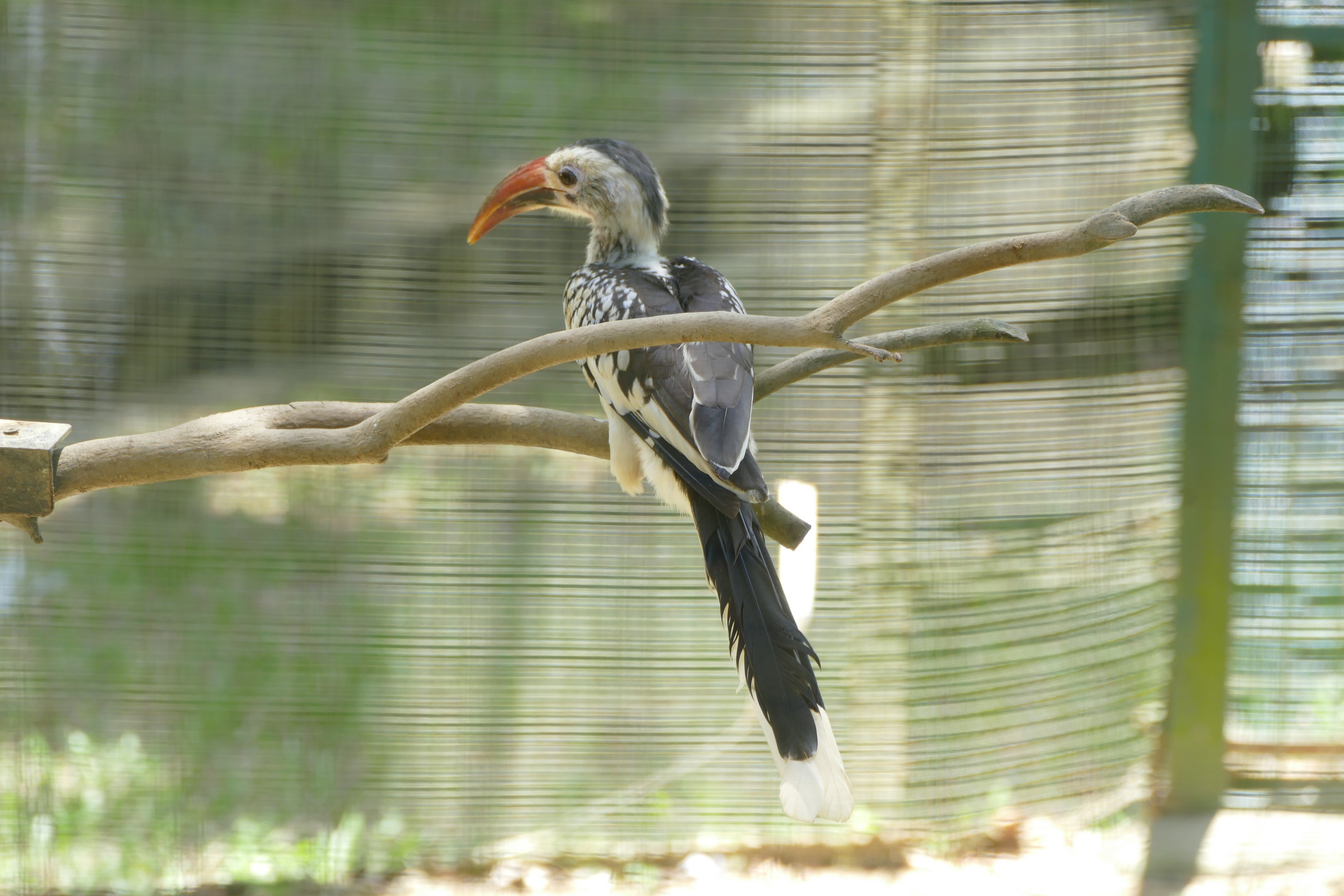 Southern red-billed hornbill