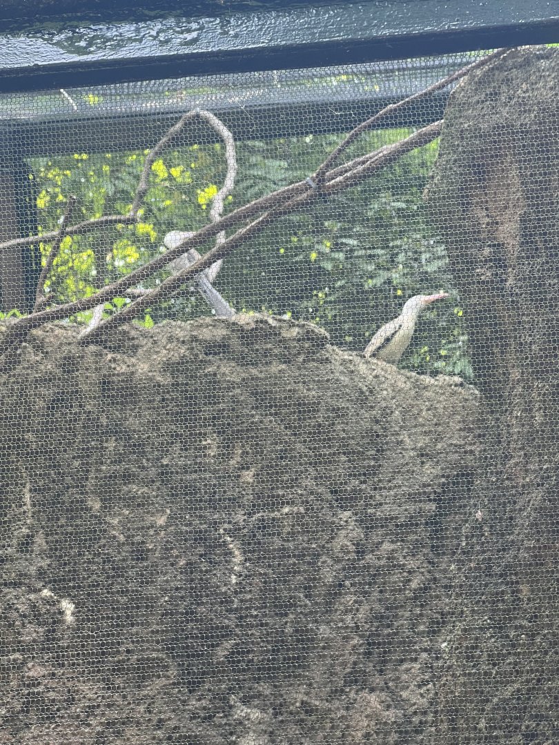 Southern Red-Billed Hornbills