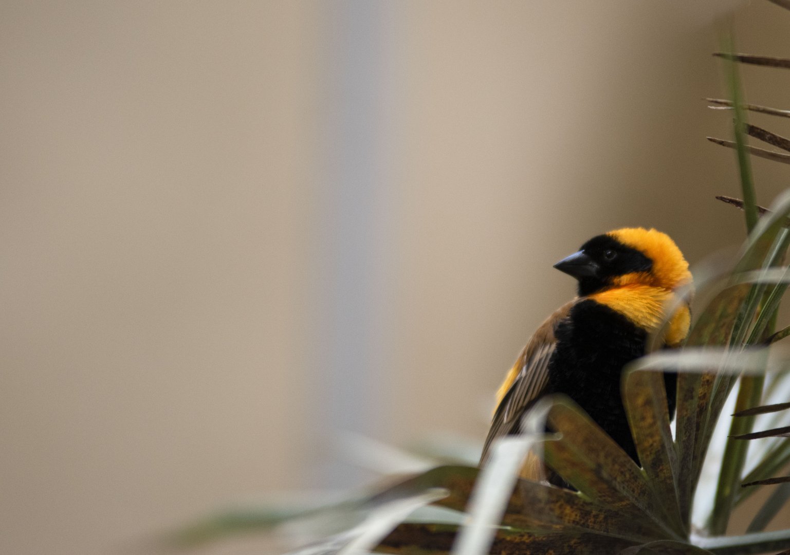 Southern red bishop (Euplectes orix)