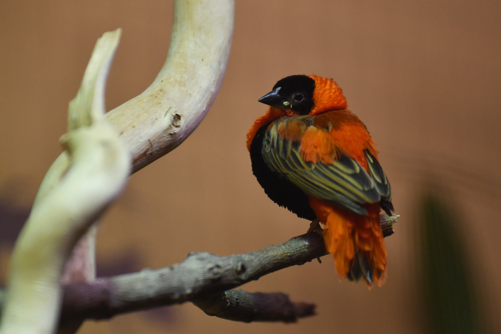 Southern Red Bishop Euplectes orix