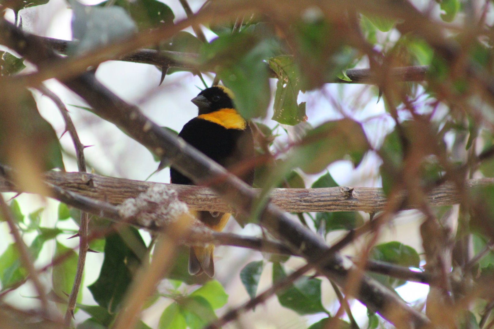 Southern Red Bishop