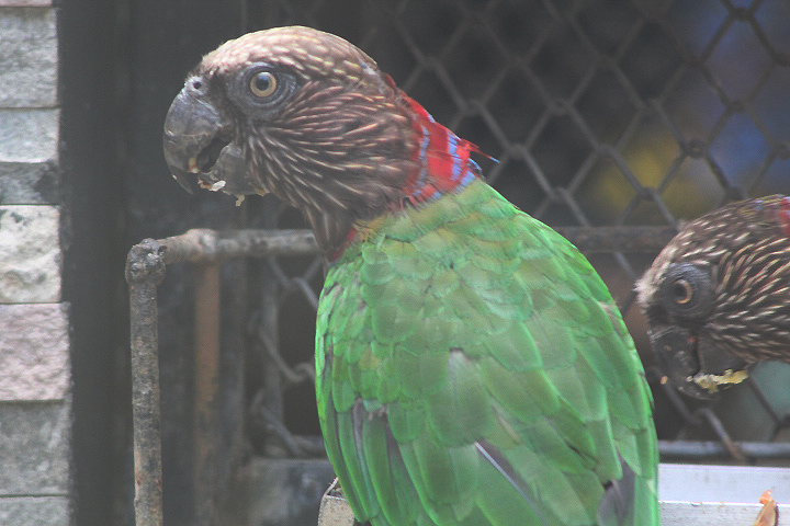 Southern red-fan parrot (Deroptyus accipitrinus fuscifrons)