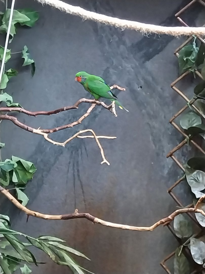Southern red-flanked lorikeet (Hypocharmosyna placentis placentis)