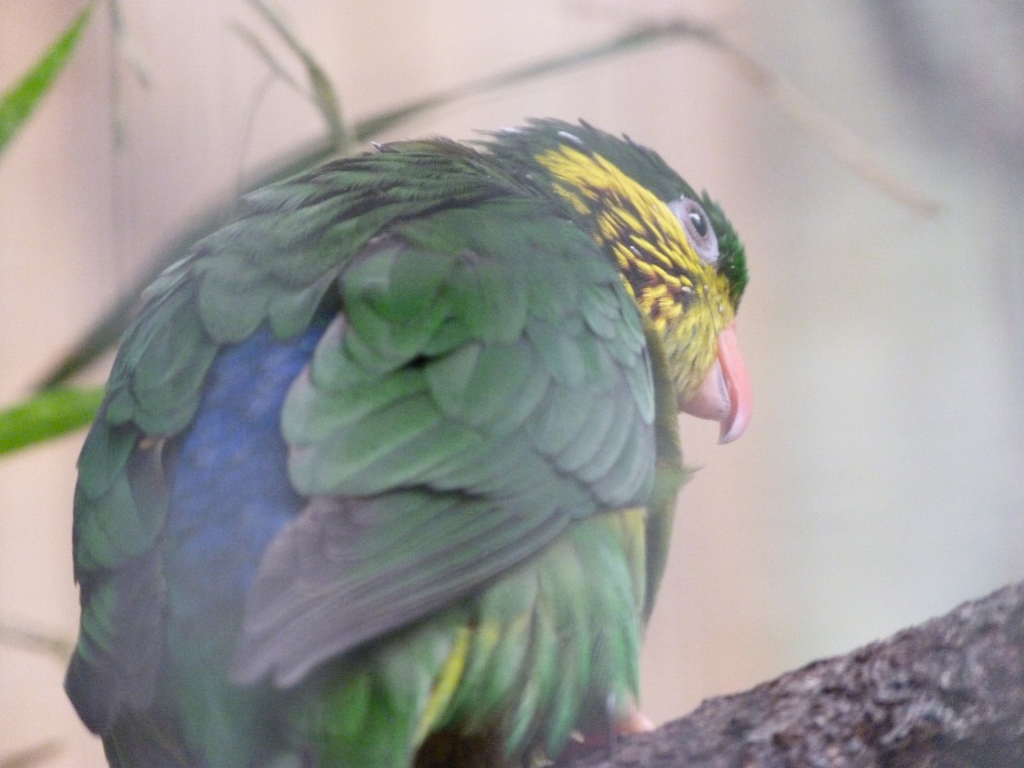 Southern red-flanked lorikeet -ZooParc de Beauval (2025)