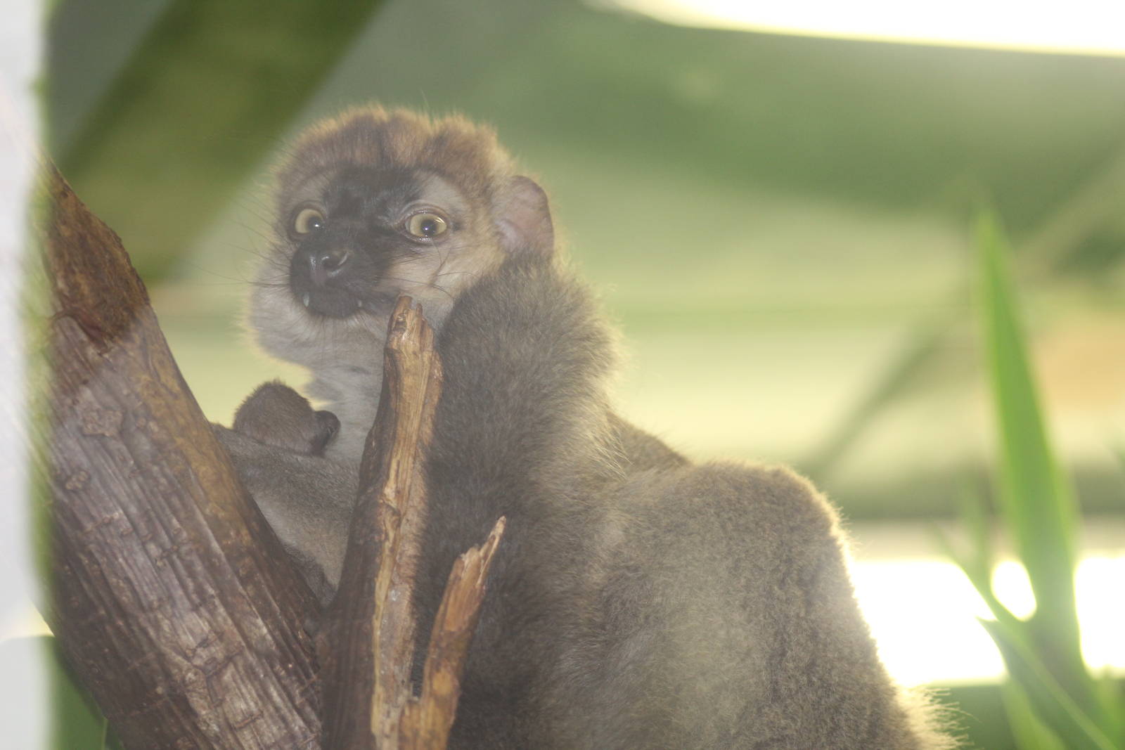 Southern Red-Fronted Lemur