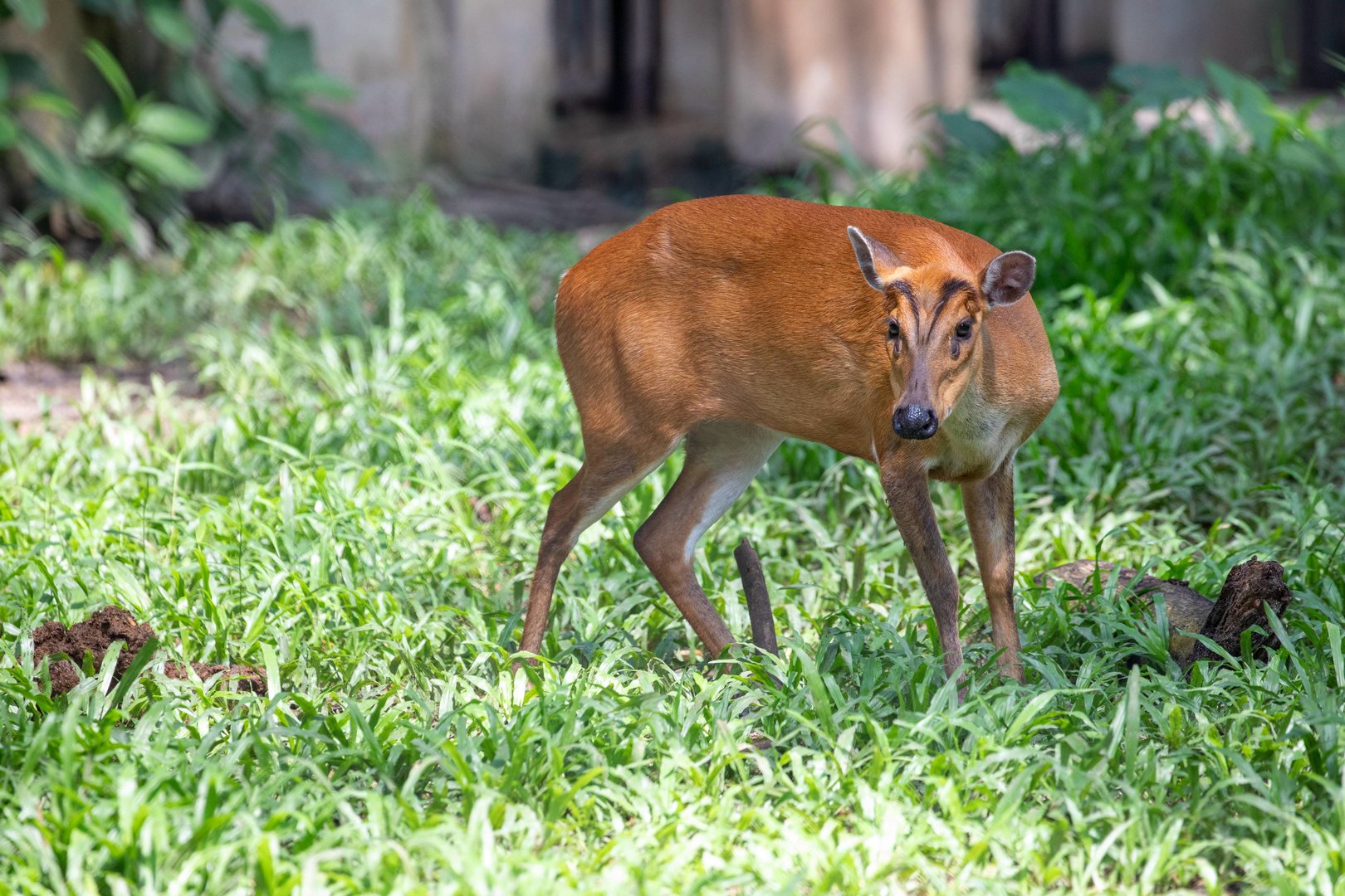 southern red muntjac (Muntiacus muntjak)