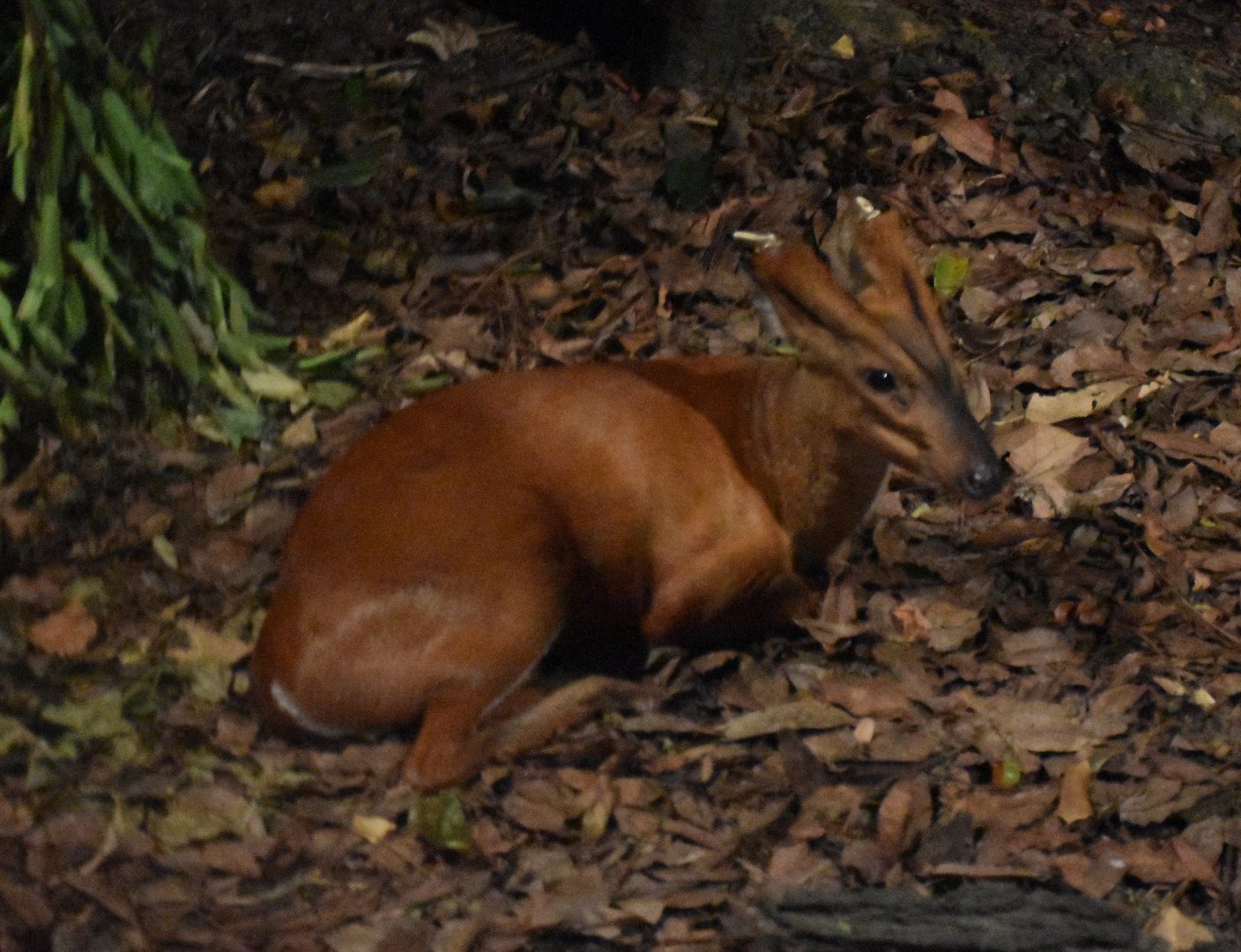Southern Red Muntjac (Muntiacus muntjak)