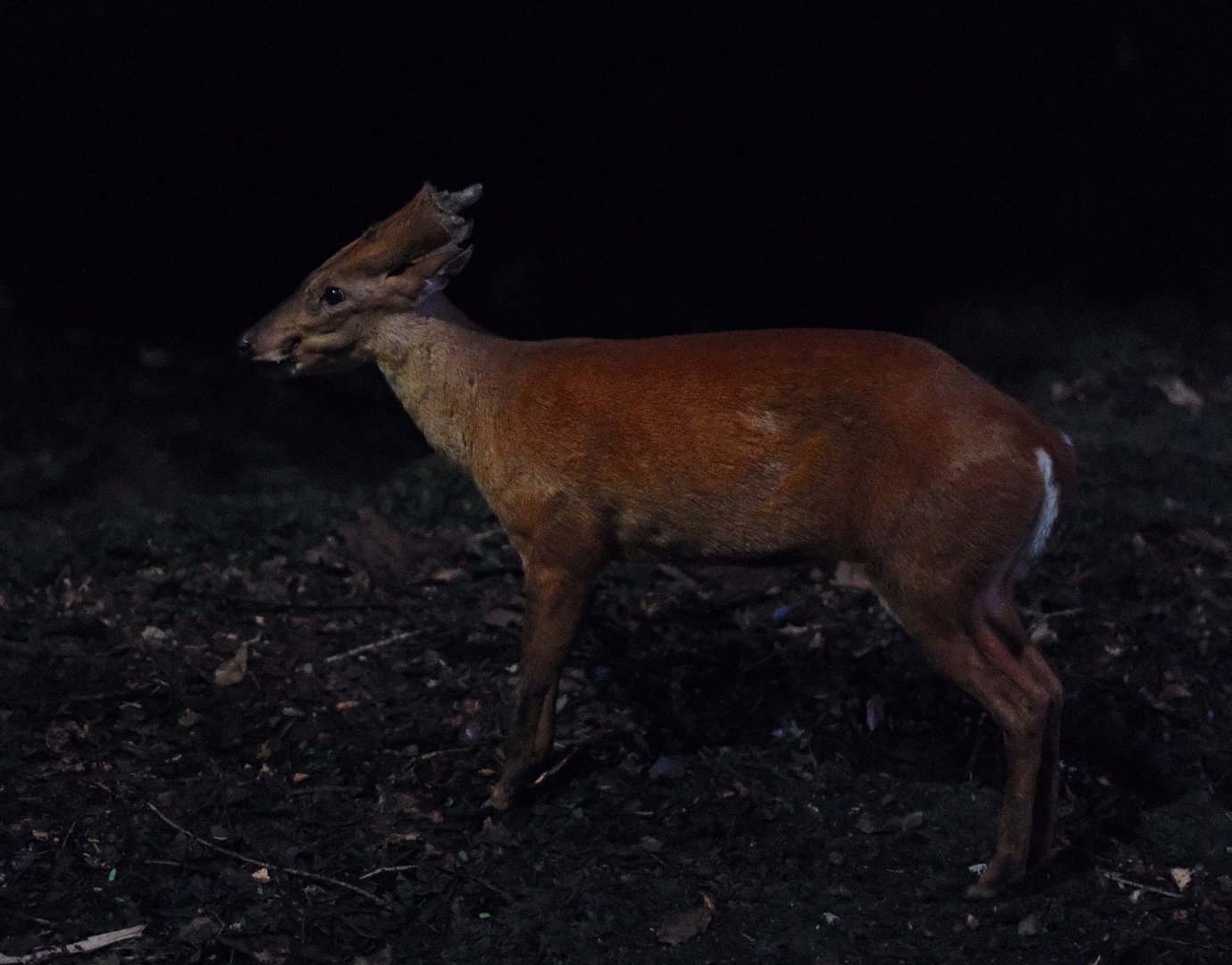Southern Red Muntjac (Muntiacus muntjak)