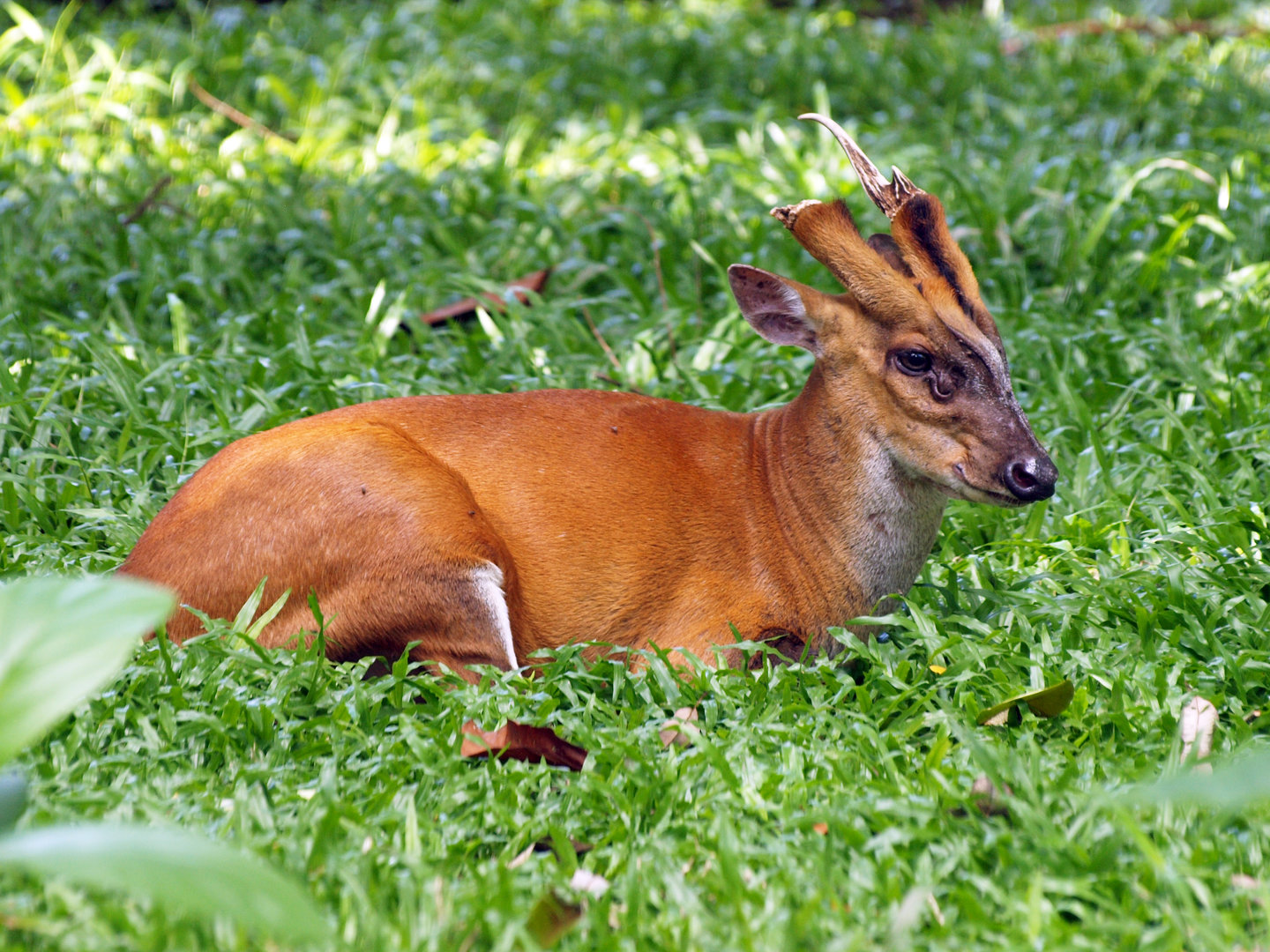 Southern red muntjac
