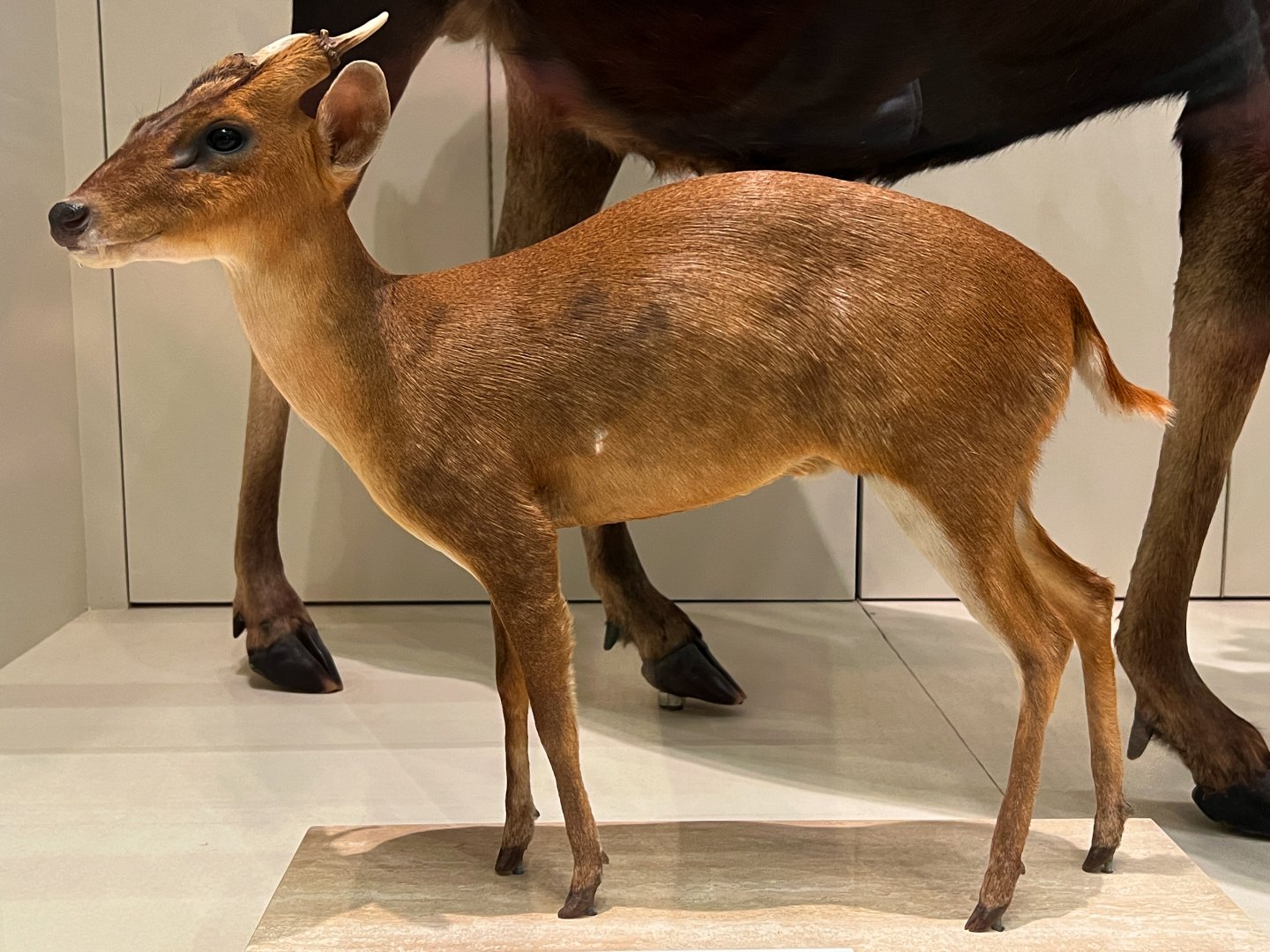 Southern Red Muntjac