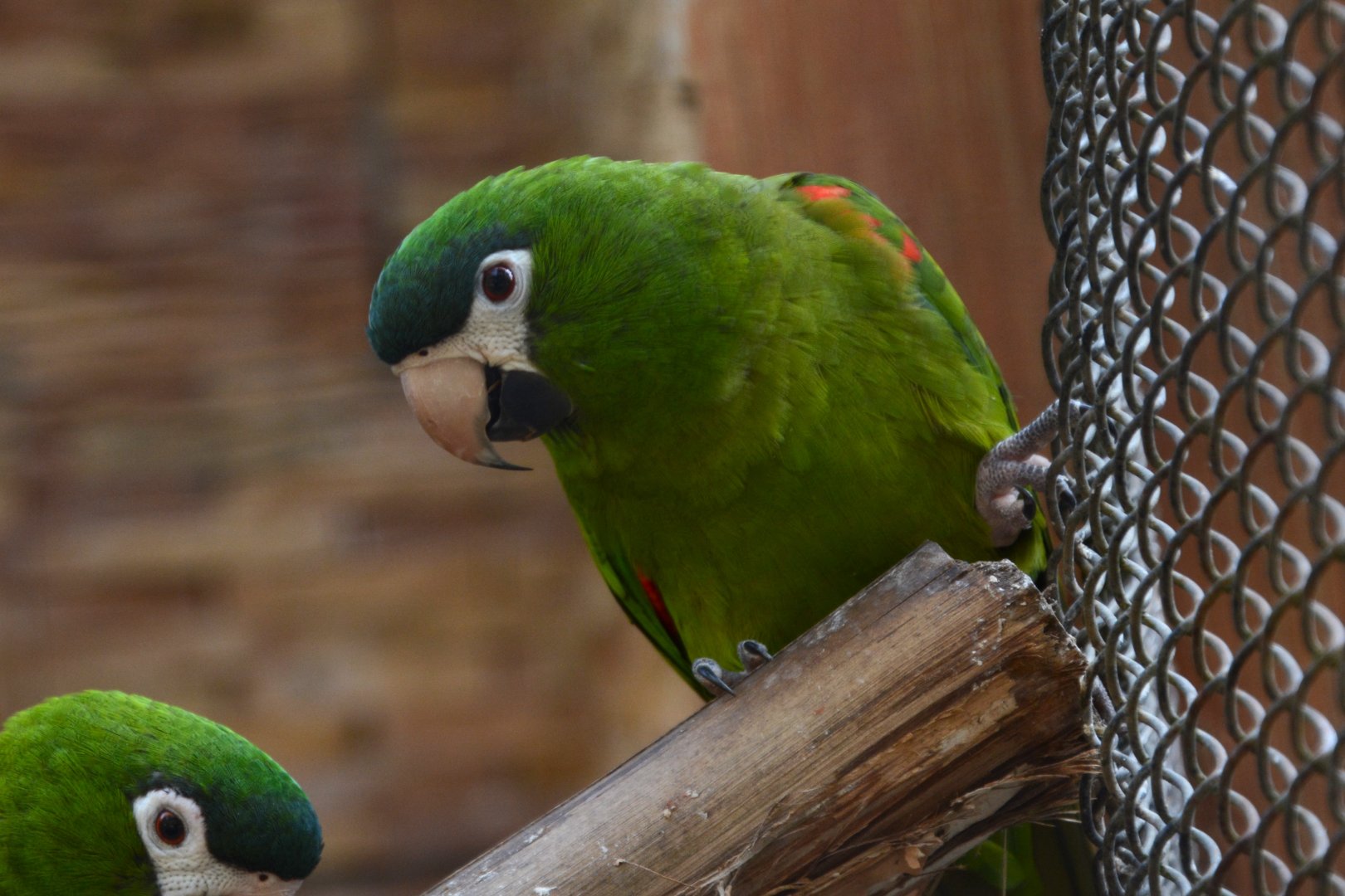 Southern red-shouldered macaw (Diopsittaca nobilis cumanensis)