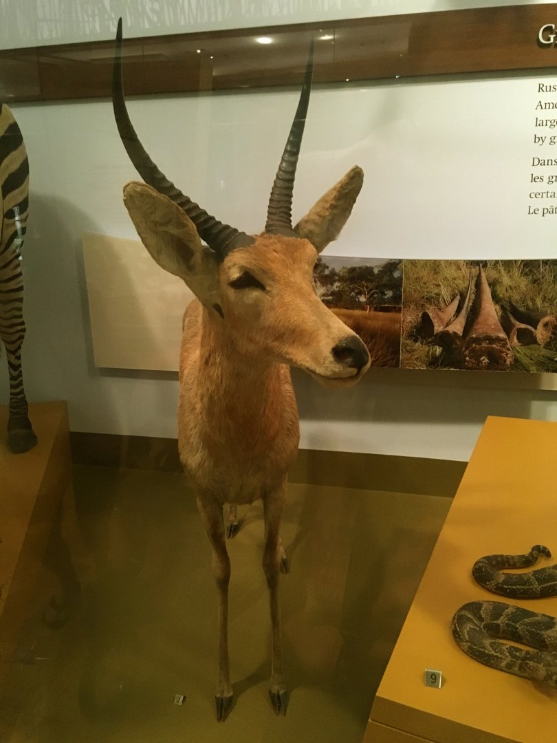 Southern Reedbuck Front View