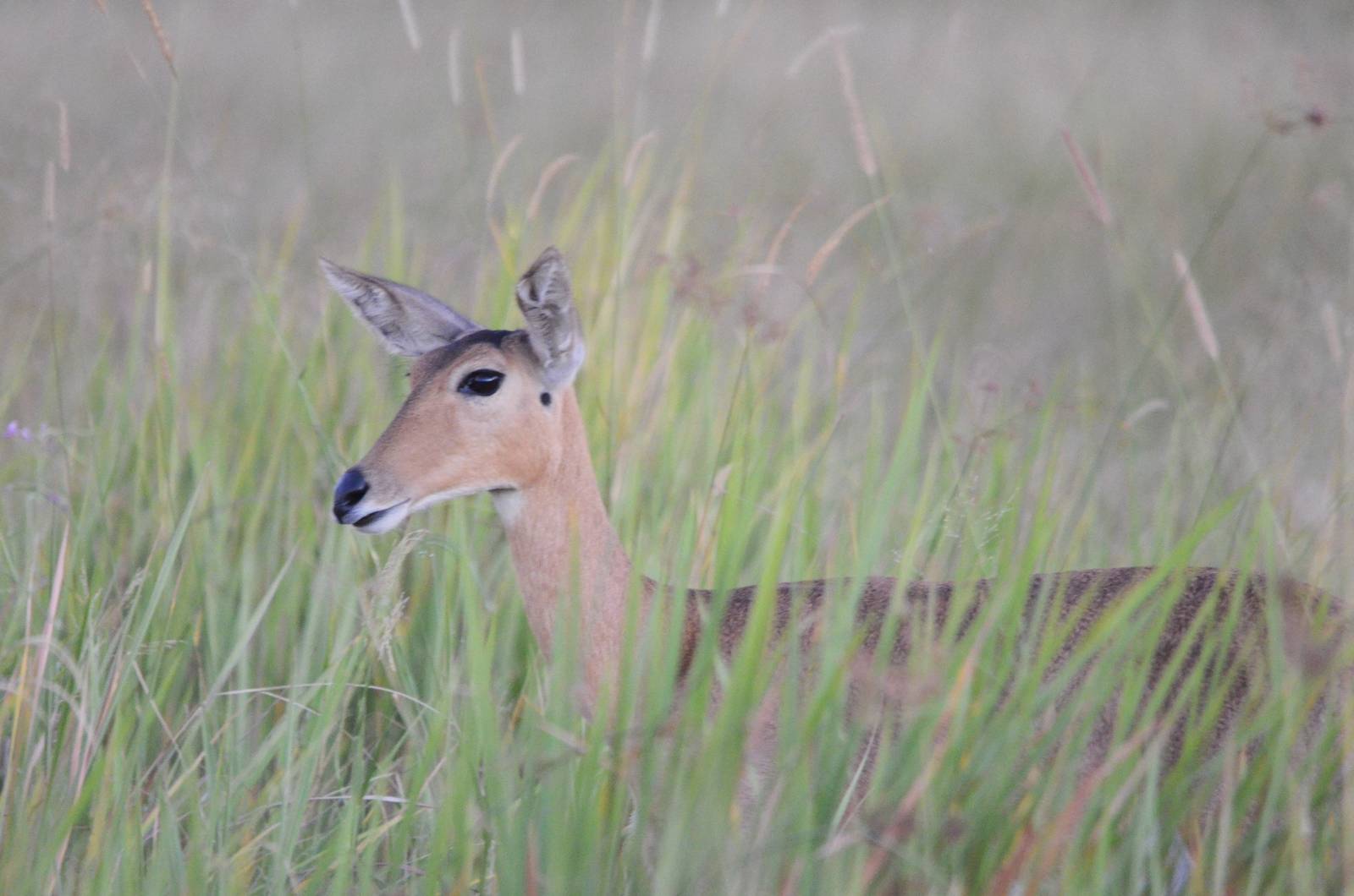 Southern Reedbuck, Moremi Game Reserve, Botswana, 28/04/16