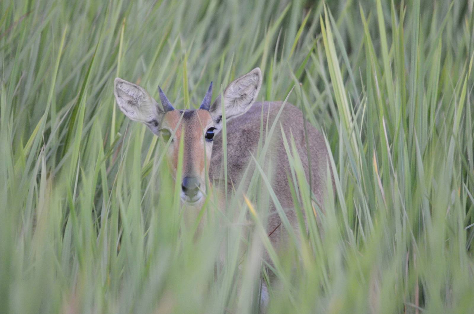 Southern Reedbuck, Moremi Game Reserve, Botswana, 28/04/16