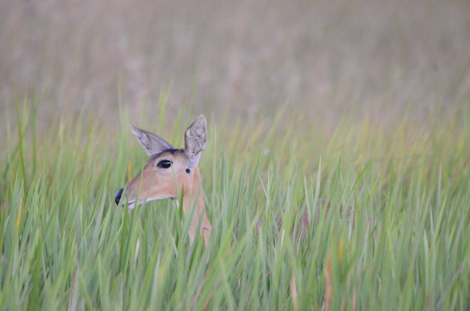 Southern Reedbuck, Moremi Game Reserve, Botswana, 28/04/16