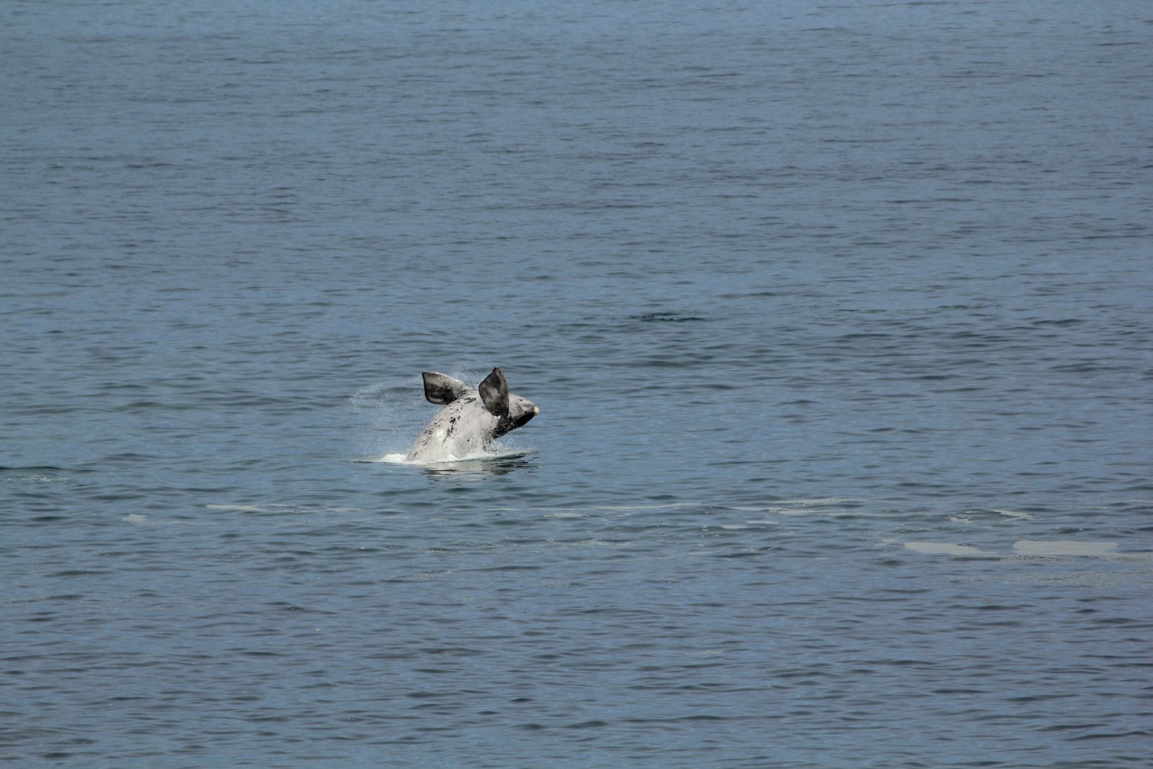 Southern rhite whale baby (September 2012)