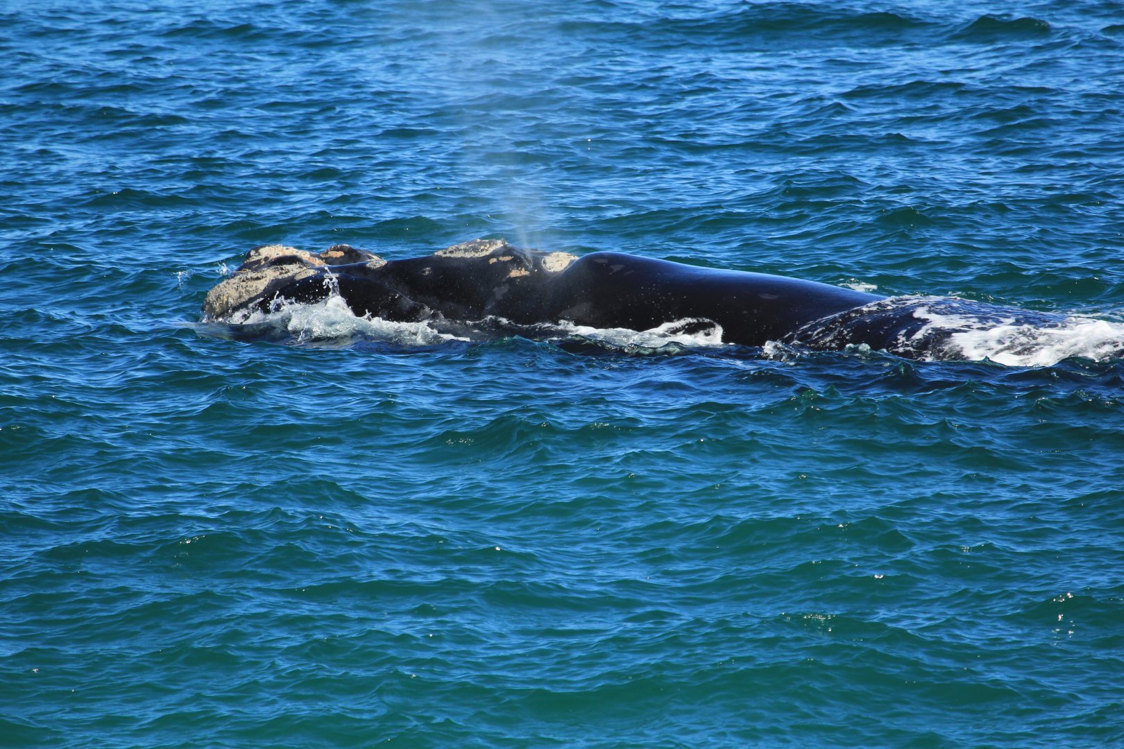 Southern rhite whale (September 2012)