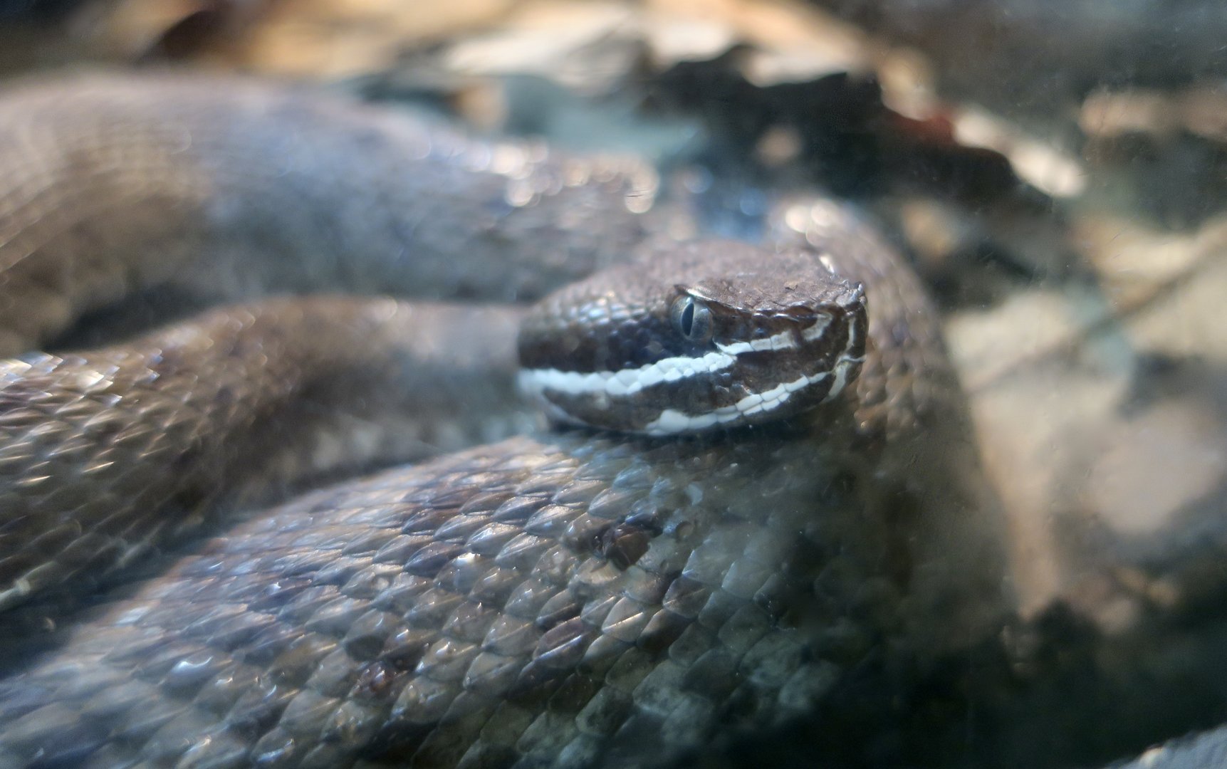 Southern Ridge-Nosed Rattlesnake (Crotalus willardi meridionalis)