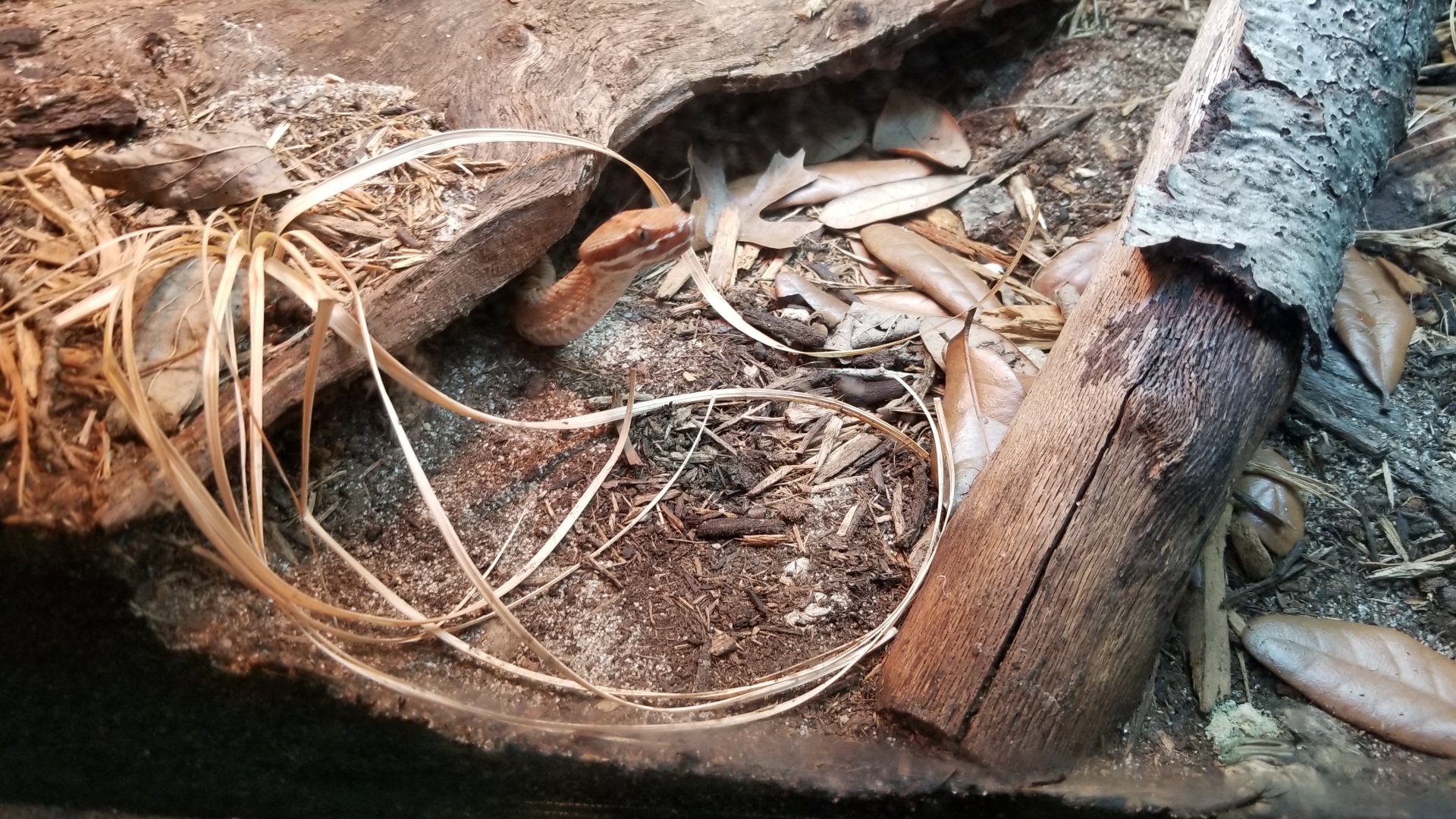 southern ridgenosed rattlesnake