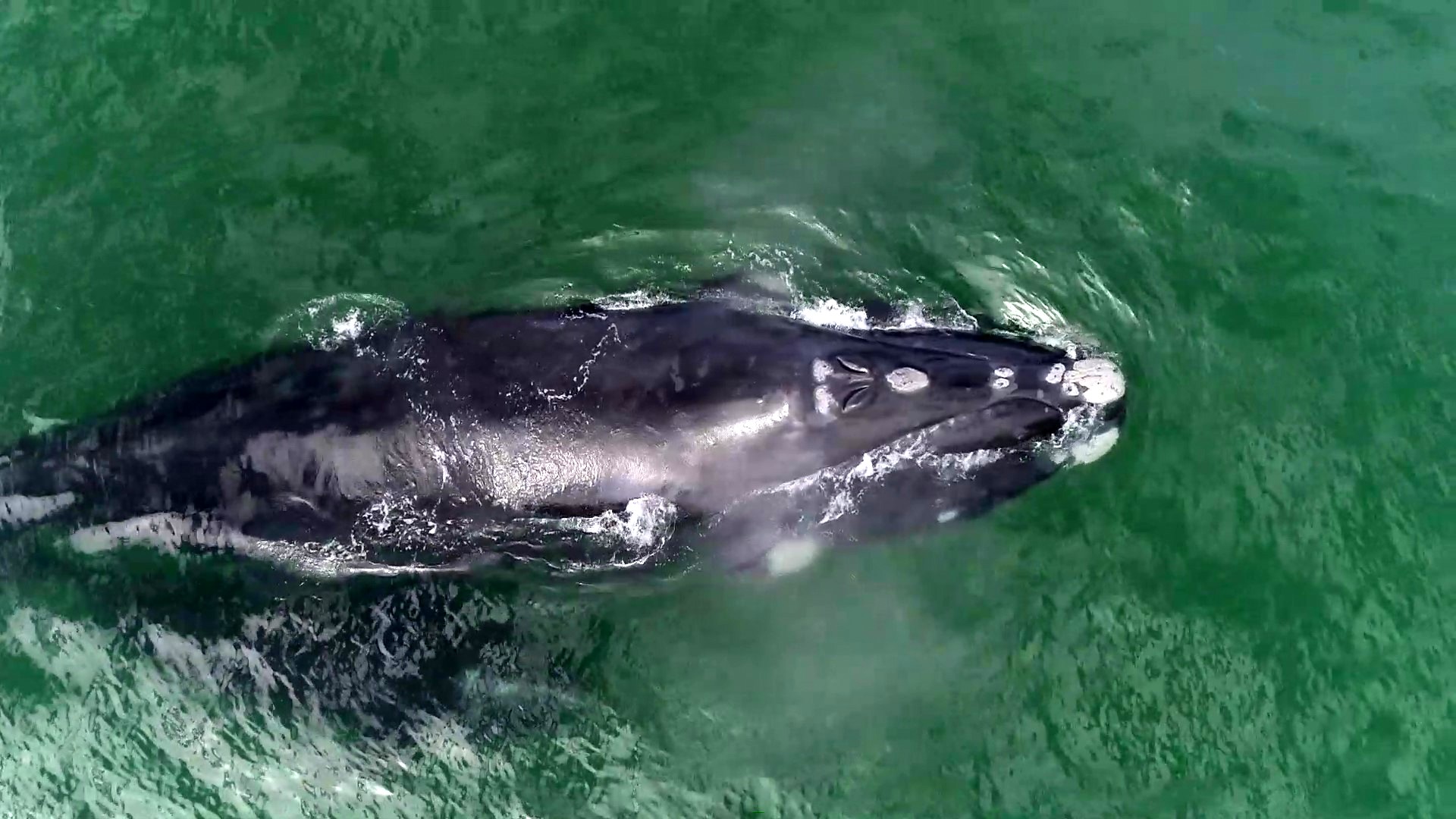 southern right whale (Eubalaena australis) (taken from drone footage from our whale watch)