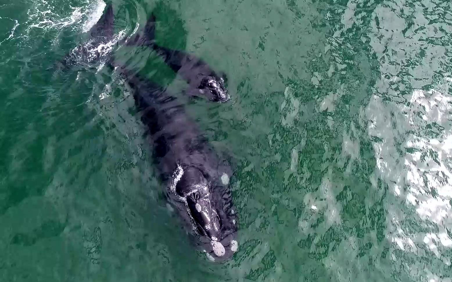 southern right whale (Eubalaena australis) (taken from drone footage from our whale watch)