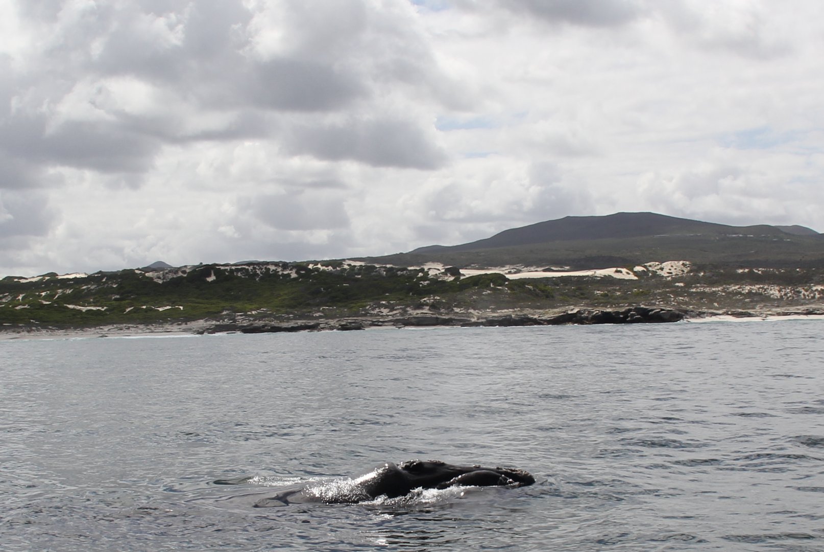 southern right whale (Eubalaena australis)