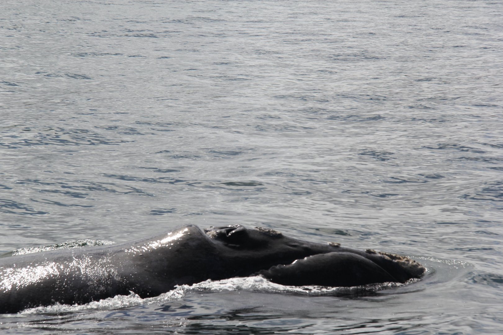 southern right whale (Eubalaena australis)