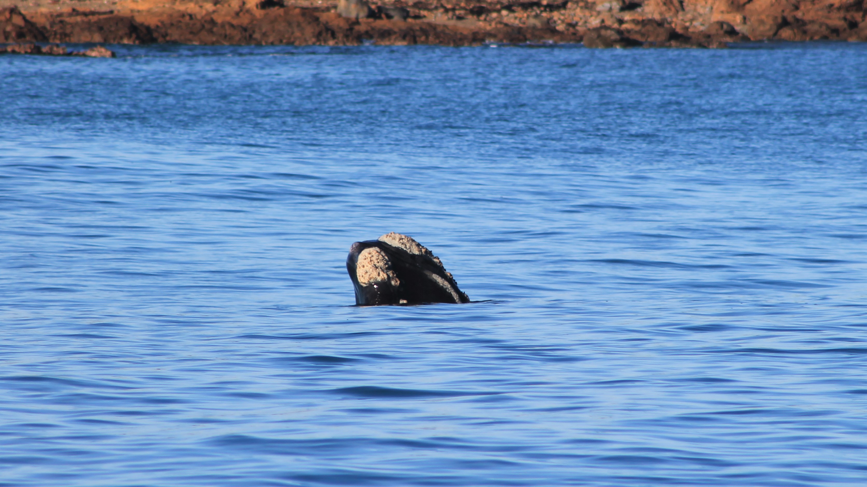 Southern Right Whale (Eubalaena australis)