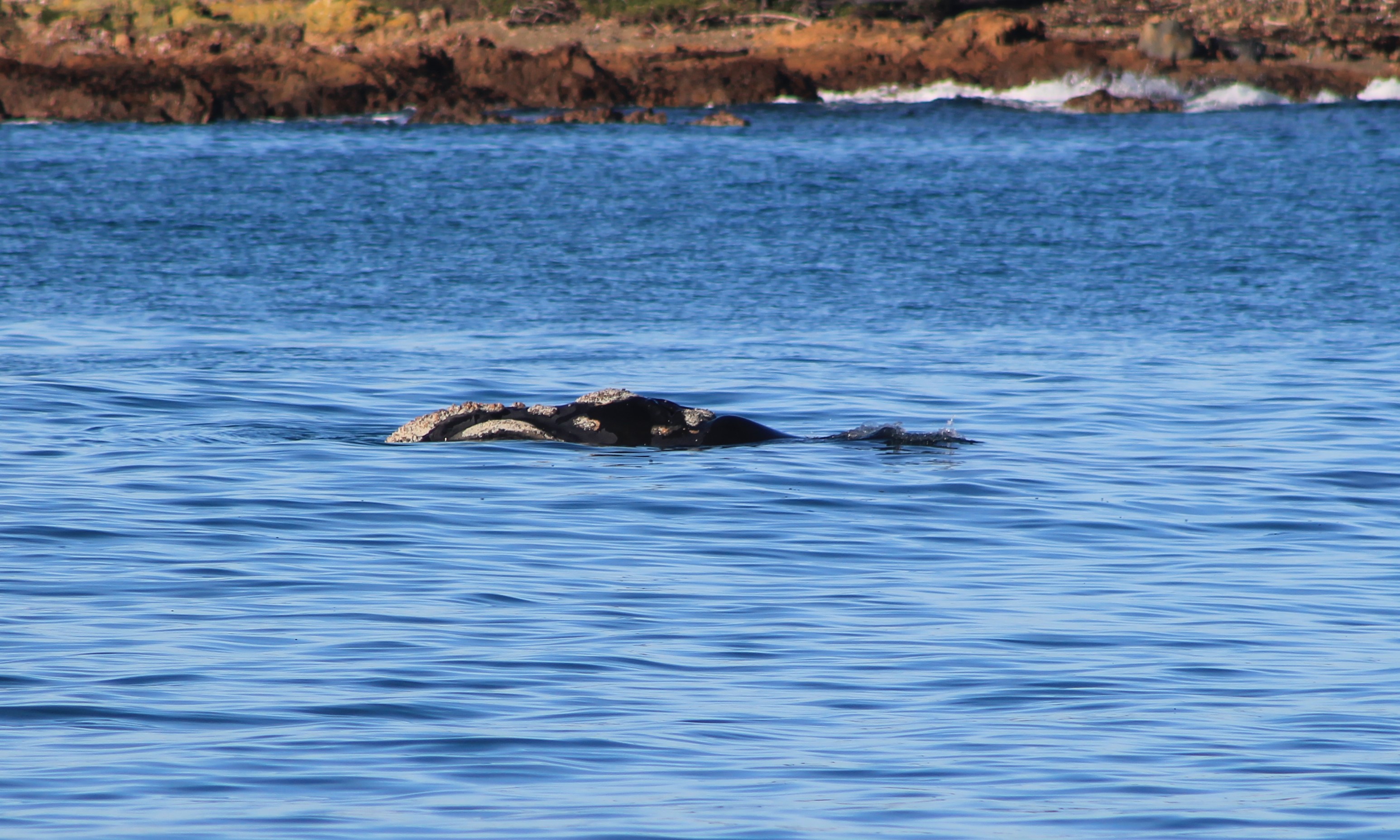Southern Right Whale (Eubalaena australis)