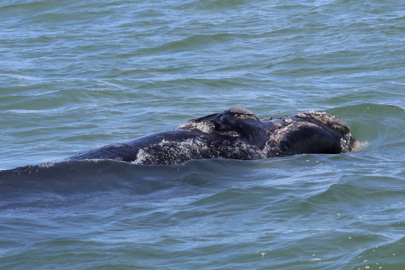 southern right whale (Eubalaena australis)