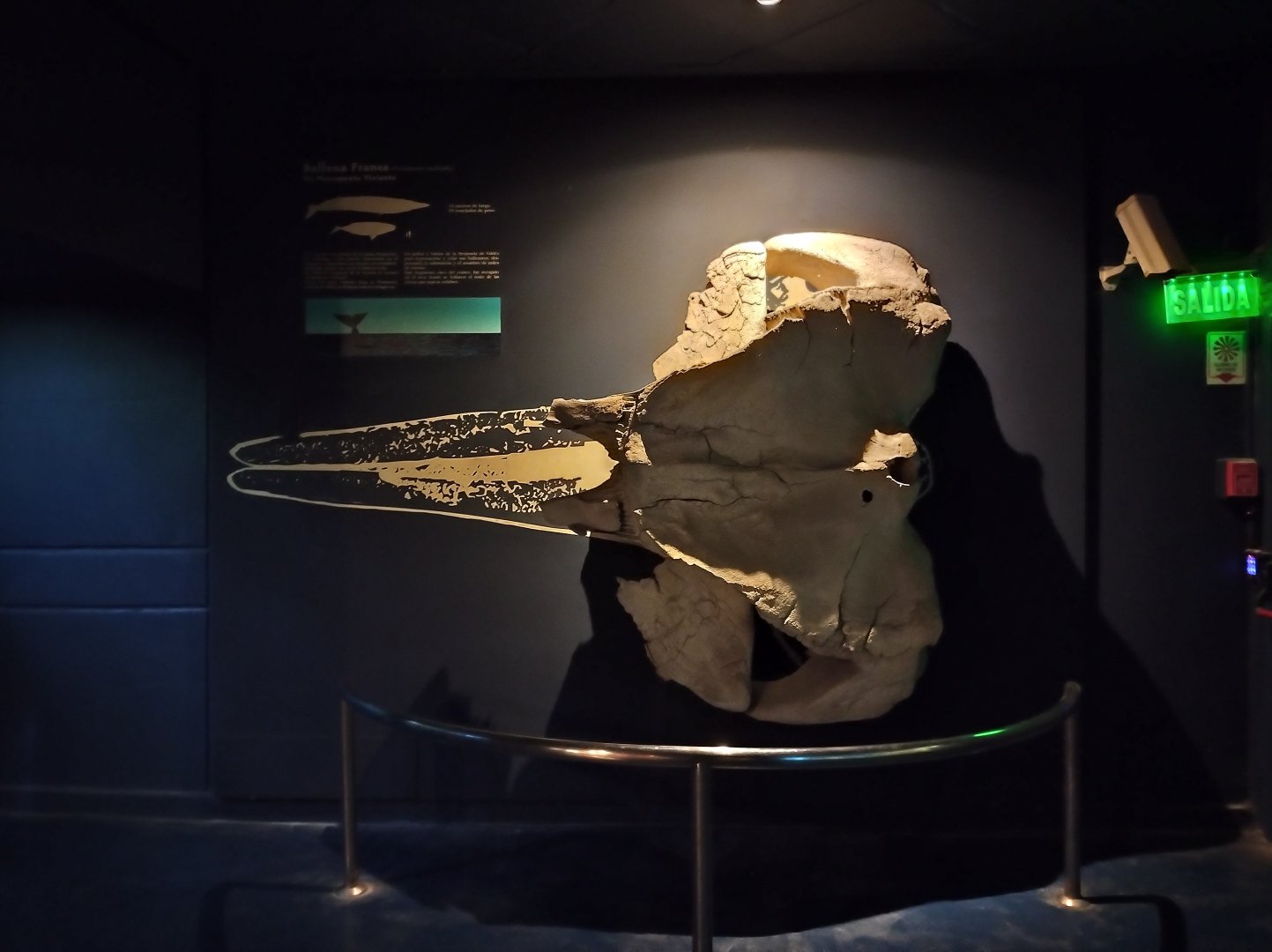 Southern right whale setup - Temaiken