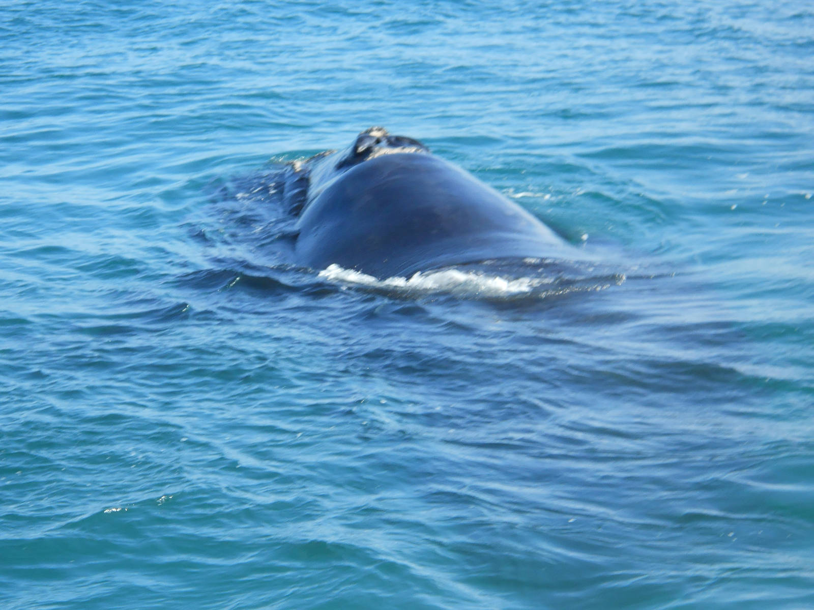 Southern right whale