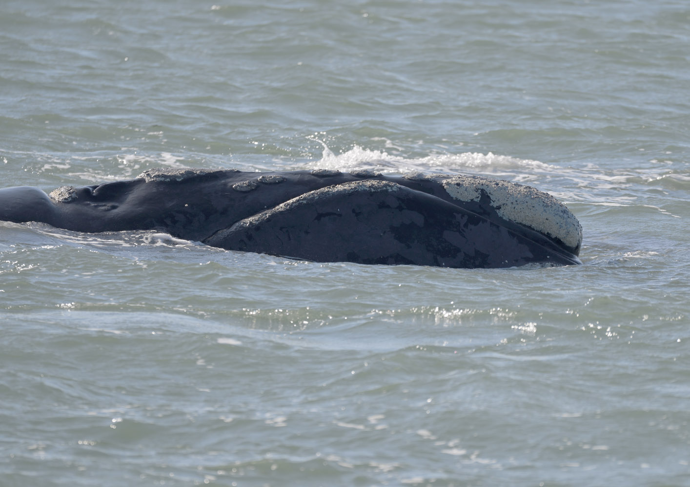 Southern right whale
