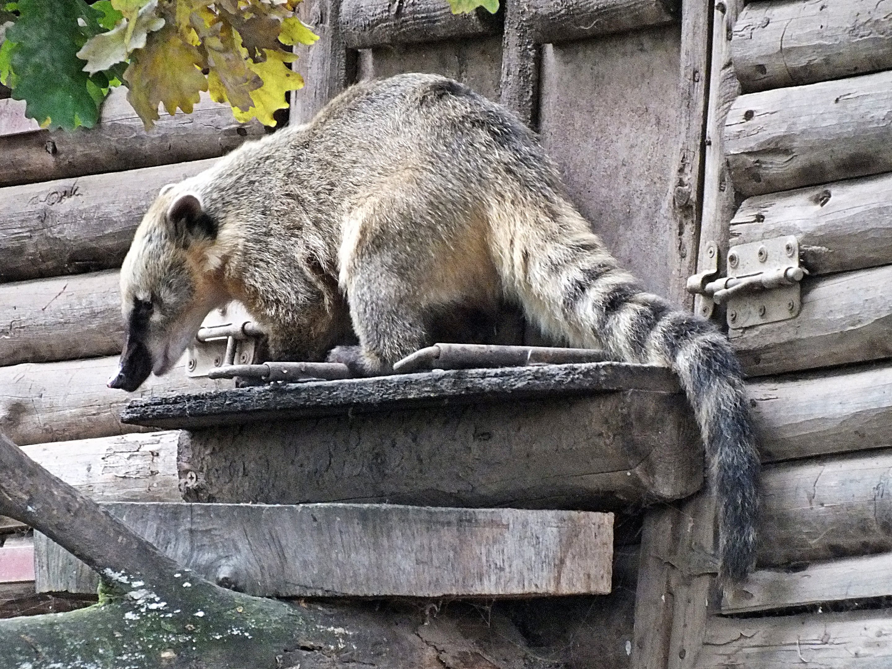 Southern ring-tailed coati