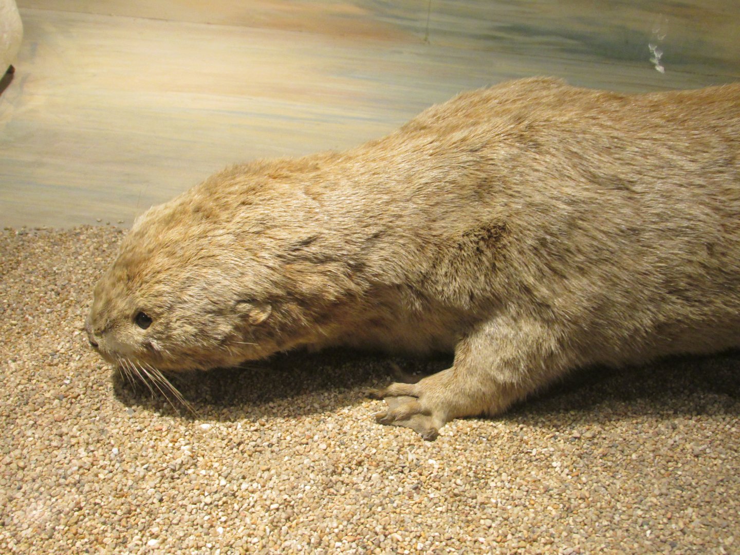 southern river otter museo de historia natural
