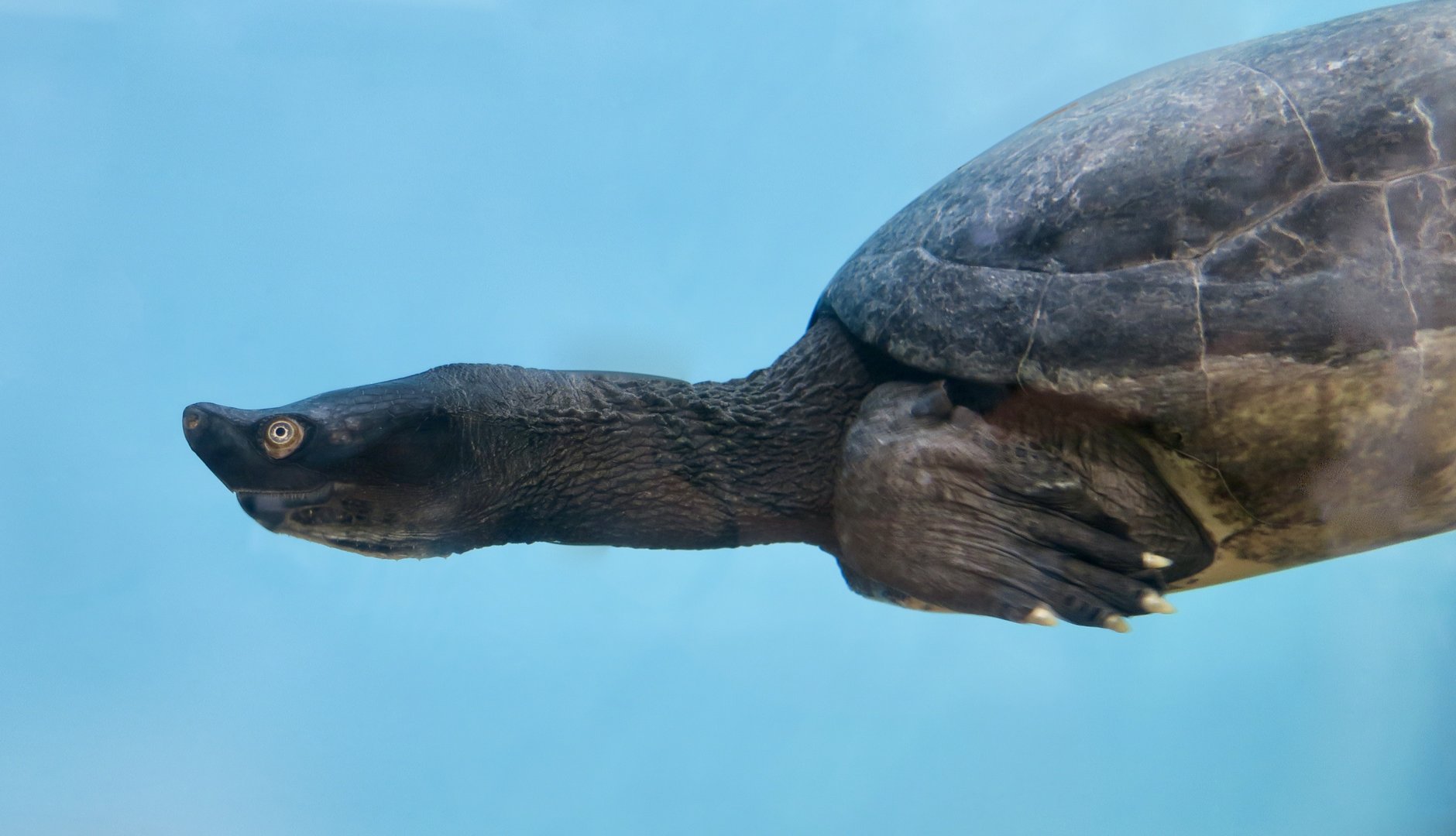 Southern River Terrapin (Batagur affinis) male