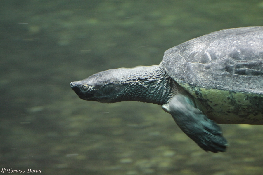 Southern River Terrapin (Batagur affinis)
