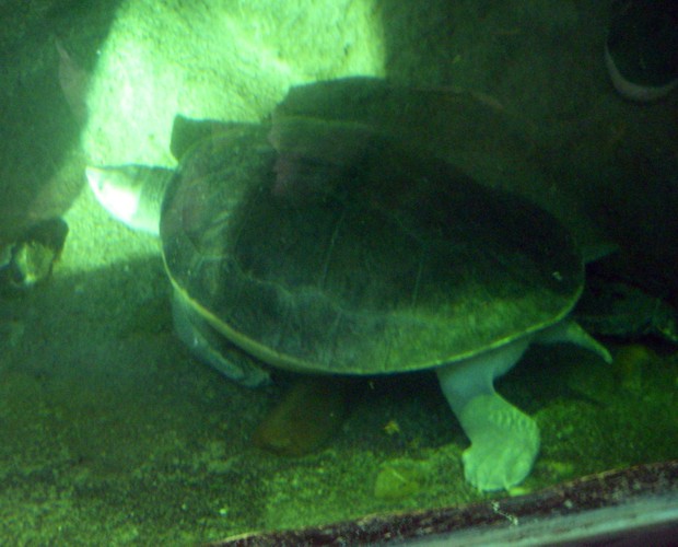 Southern River Terrapin (Batagur affinis)
