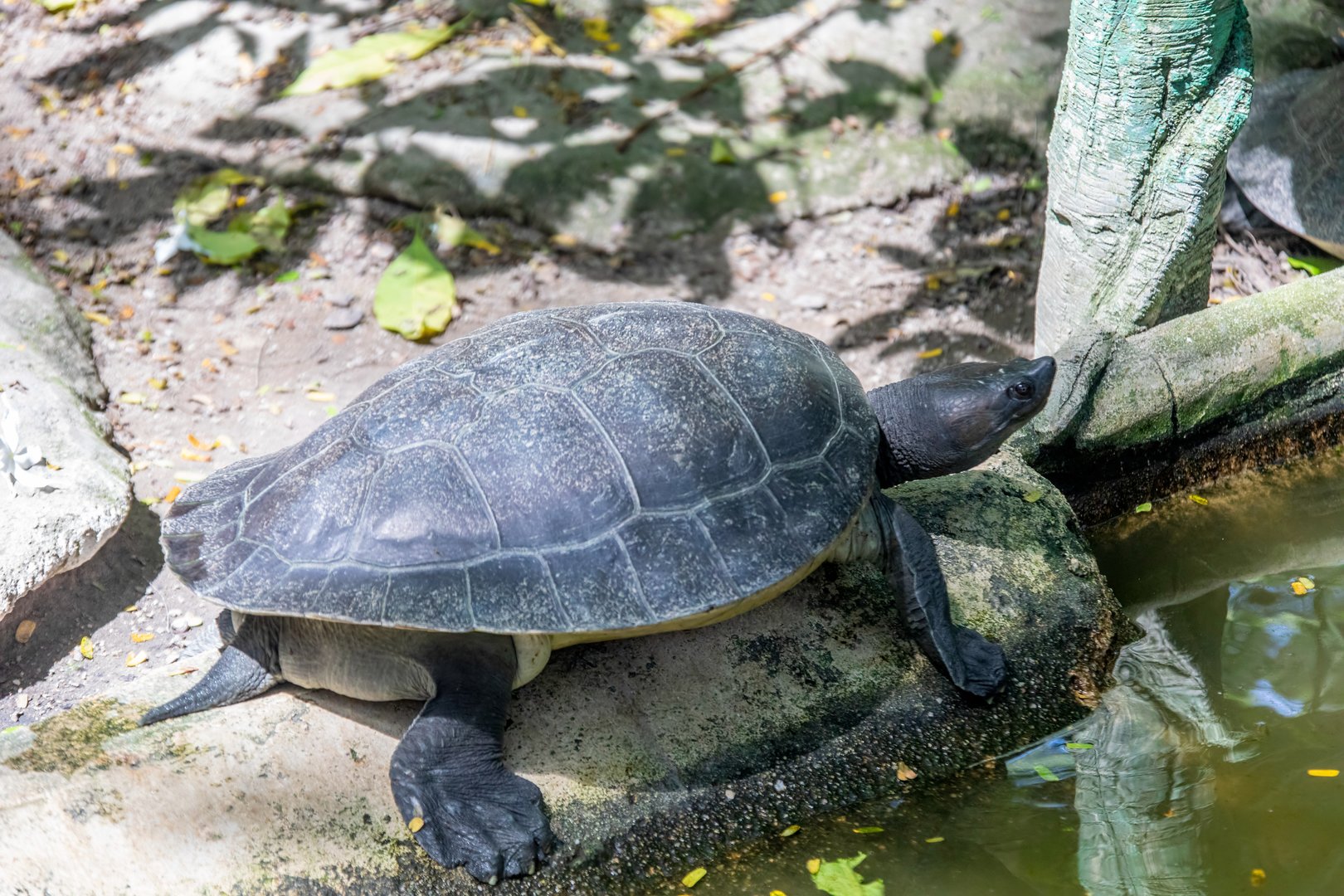 southern river terrapin (Batagur affinis)