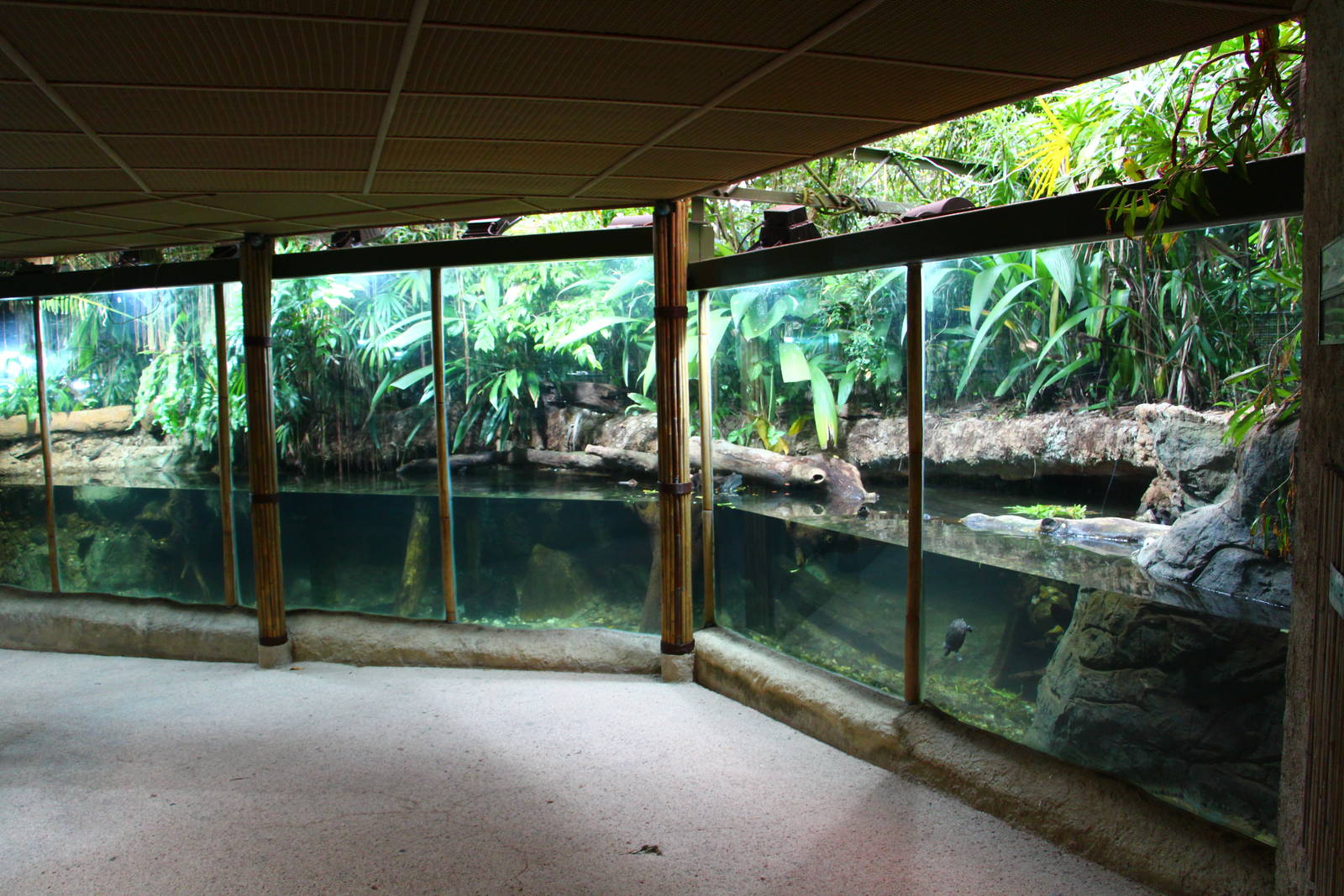 Southern River Terrapin exhibit