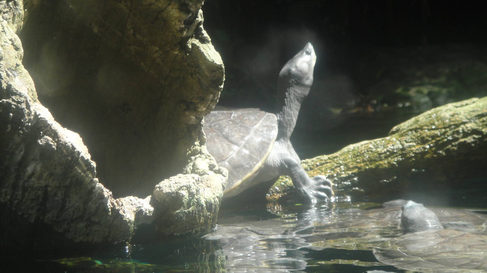 Southern River Terrapin